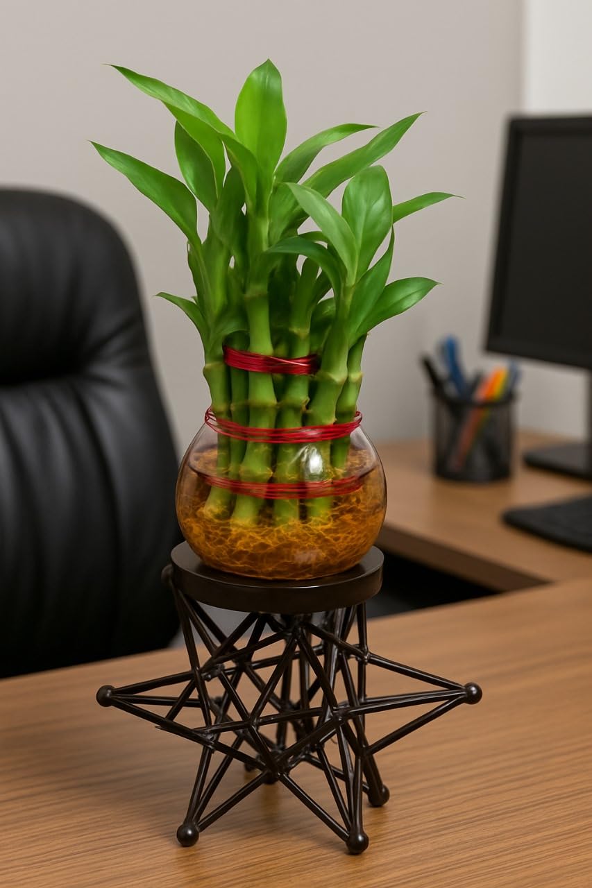 Lucky Bamboo Plant with Glass Vase & Geometric Metal Stand | Indoor Tabletop Planter for Home & Office Décor
