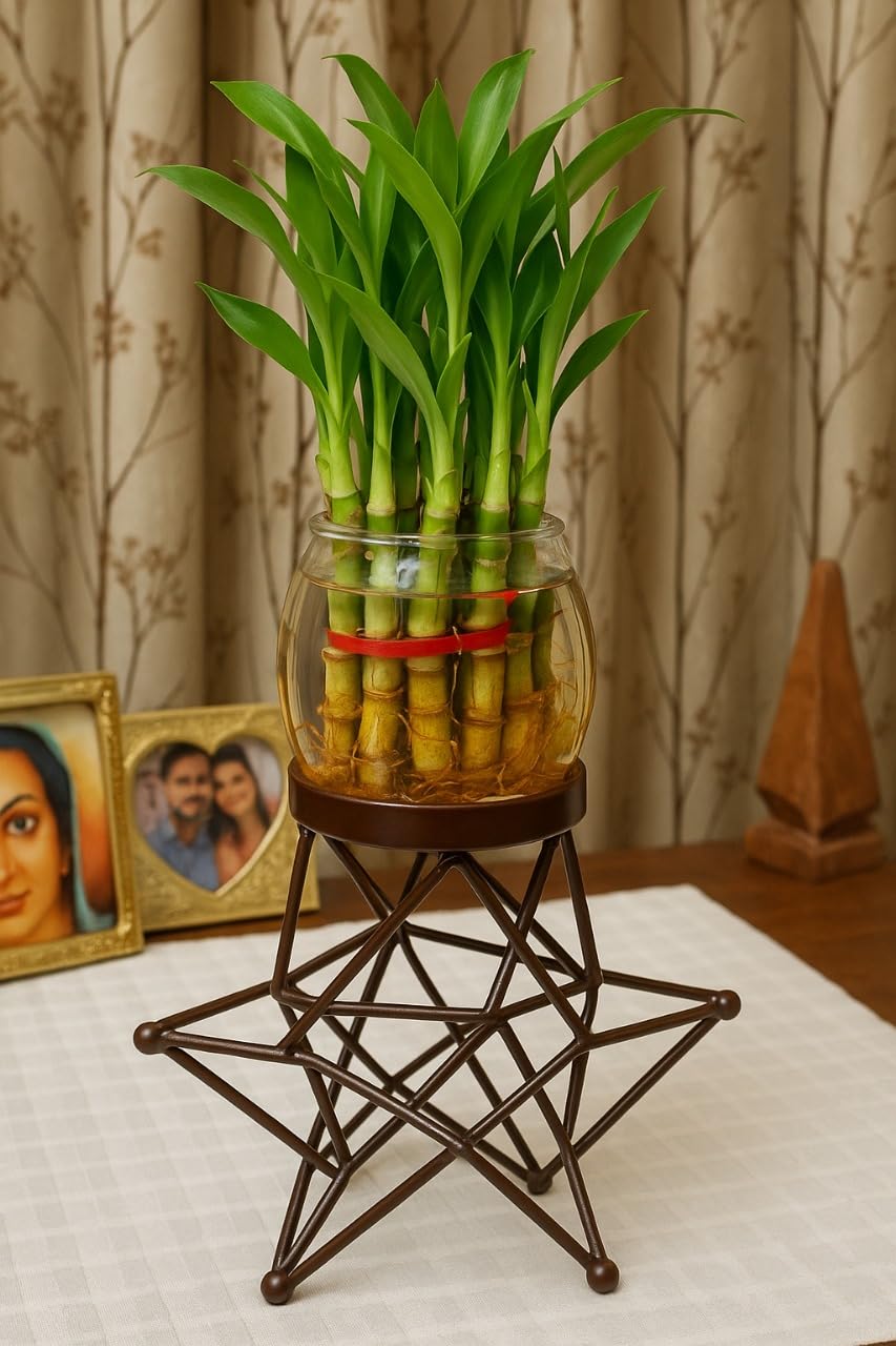 Lucky Bamboo Plant with Glass Vase & Geometric Metal Stand | Indoor Tabletop Planter for Home & Office Décor