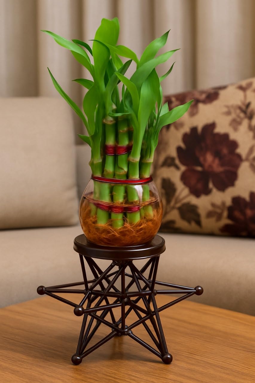 Lucky Bamboo Plant with Glass Vase & Geometric Metal Stand | Indoor Tabletop Planter for Home & Office Décor