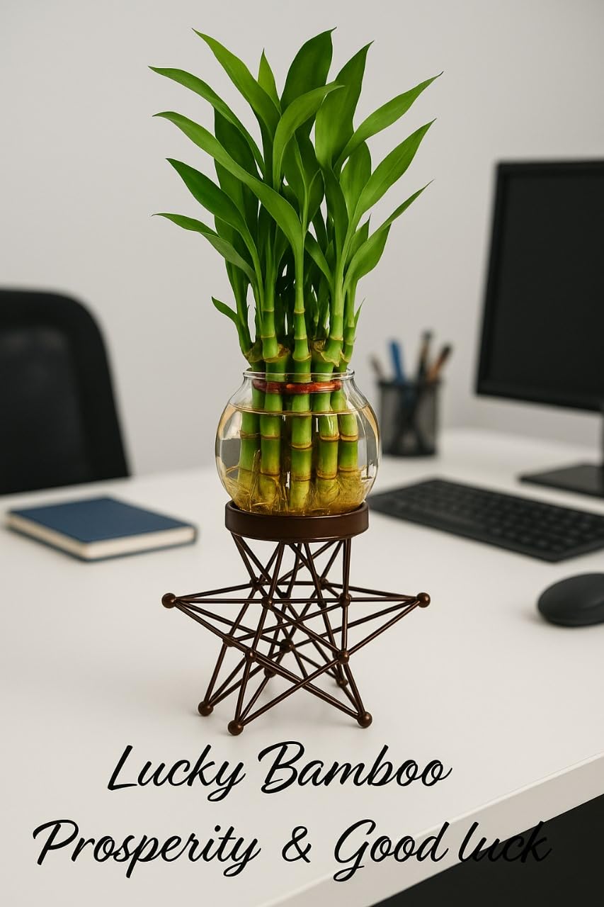 Lucky Bamboo Plant with Glass Vase & Geometric Metal Stand | Indoor Tabletop Planter for Home & Office Décor