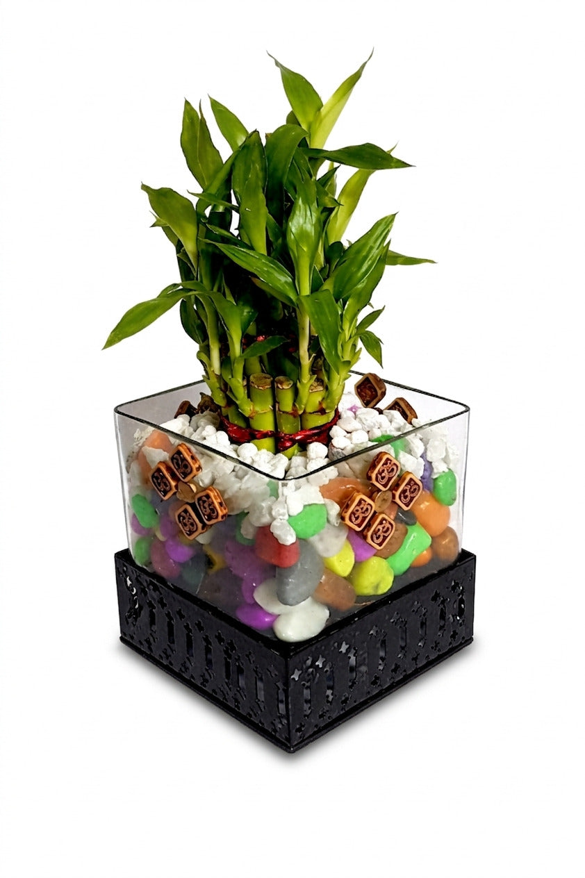 Lucky Bamboo Plant in Square Glass Vase with Decorative Pebbles & Metal Base | Indoor Feng Shui Good Luck Plant for Home & Office Décor