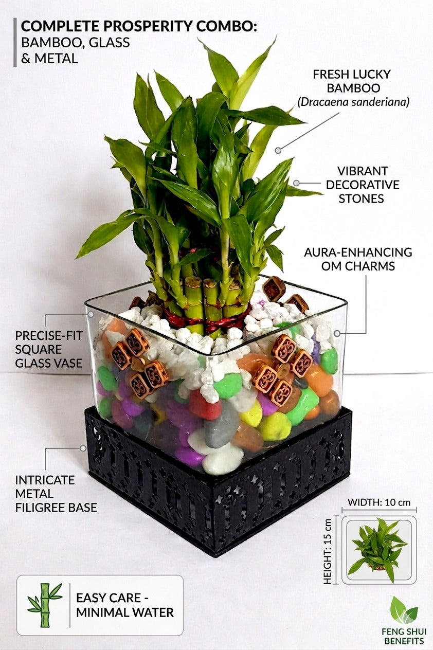 Lucky Bamboo Plant in Square Glass Vase with Decorative Pebbles & Metal Base | Indoor Feng Shui Good Luck Plant for Home & Office Décor
