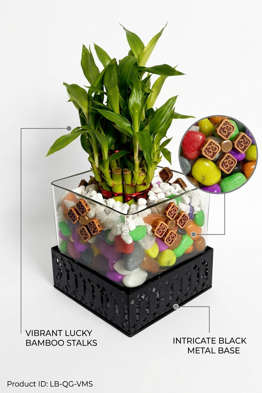 Lucky Bamboo Plant in Square Glass Vase with Decorative Pebbles & Metal Base | Indoor Feng Shui Good Luck Plant for Home & Office Décor