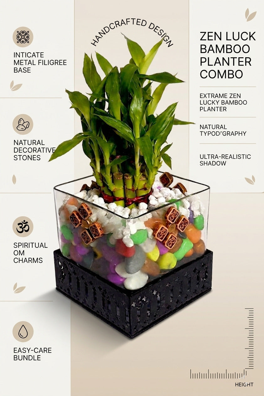 Lucky Bamboo Plant in Square Glass Vase with Decorative Pebbles & Metal Base | Indoor Feng Shui Good Luck Plant for Home & Office Décor