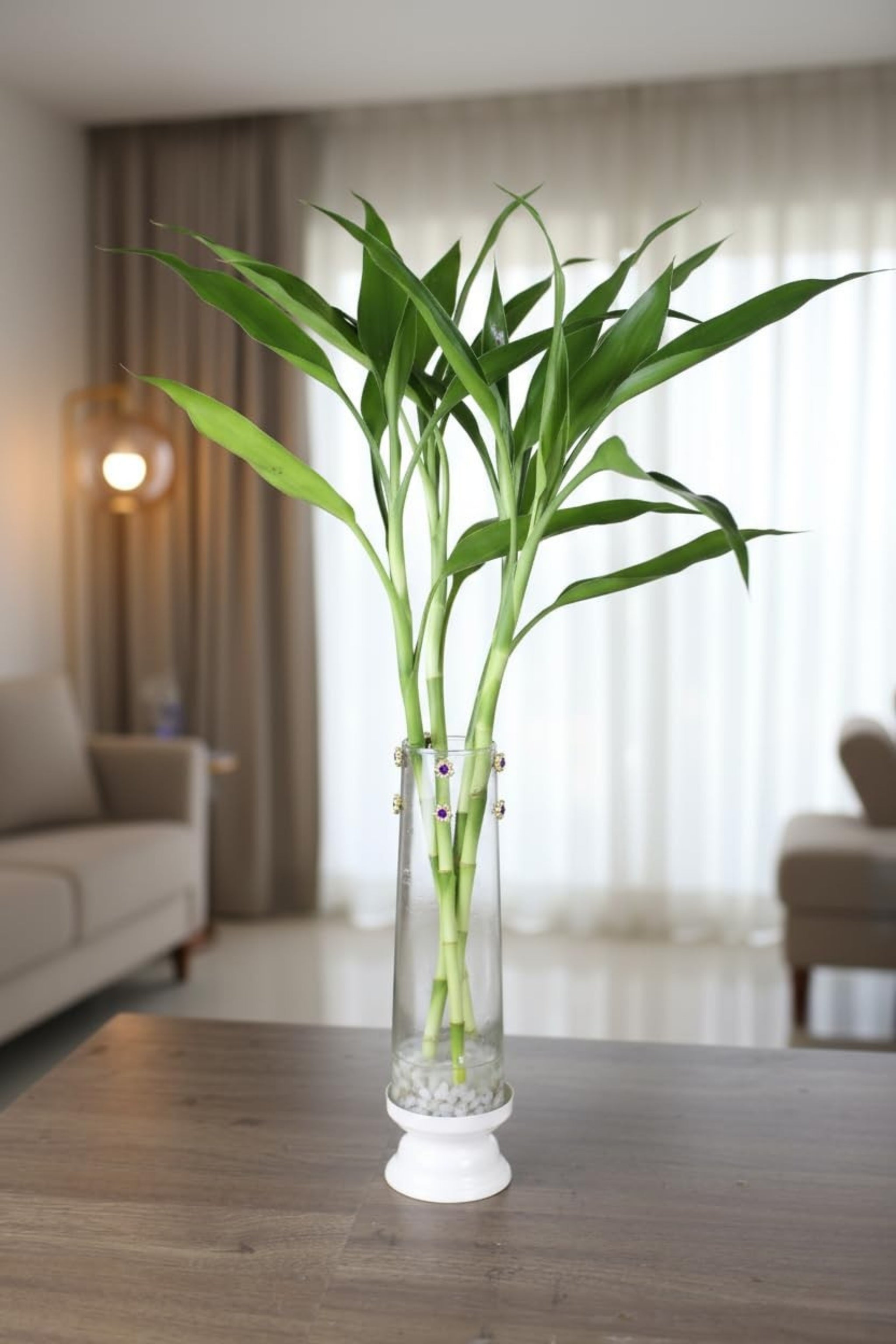 Lucky Bamboo Plant with Leaf Design Metal Holder & Glass Bowl | Decorative Indoor Feng Shui Plant for Home & Office
