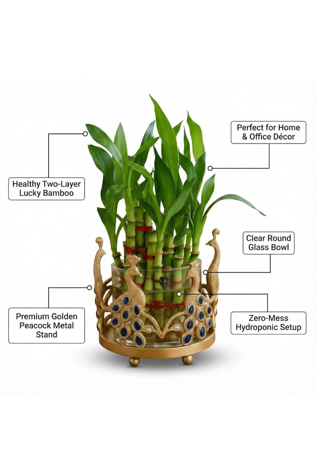 Lucky Bamboo Plant with Peacock Metal Holder & Glass Vase | Decorative Indoor Planter for Home & Office Decor