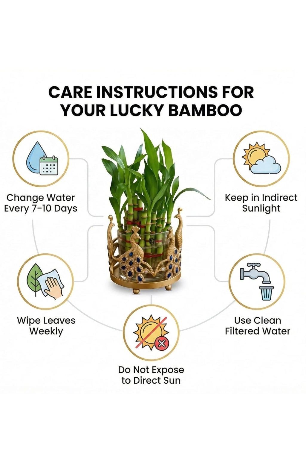 Lucky Bamboo Plant with Peacock Metal Holder & Glass Vase | Decorative Indoor Planter for Home & Office Decor