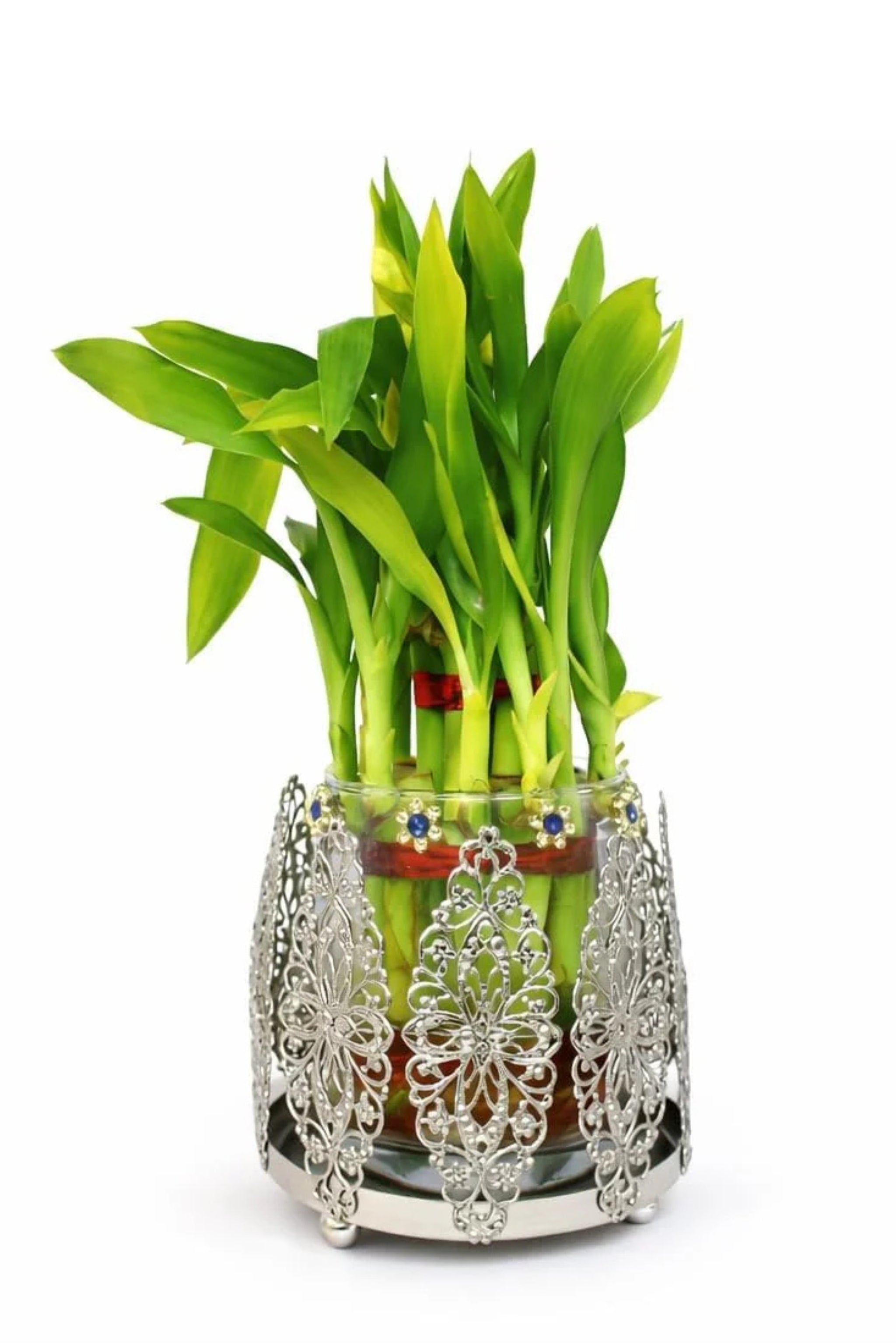 Lucky Bamboo Plant with Ornate Metal Holder & Glass Vase | Decorative Indoor Planter for Home & Office Décor (Silver)