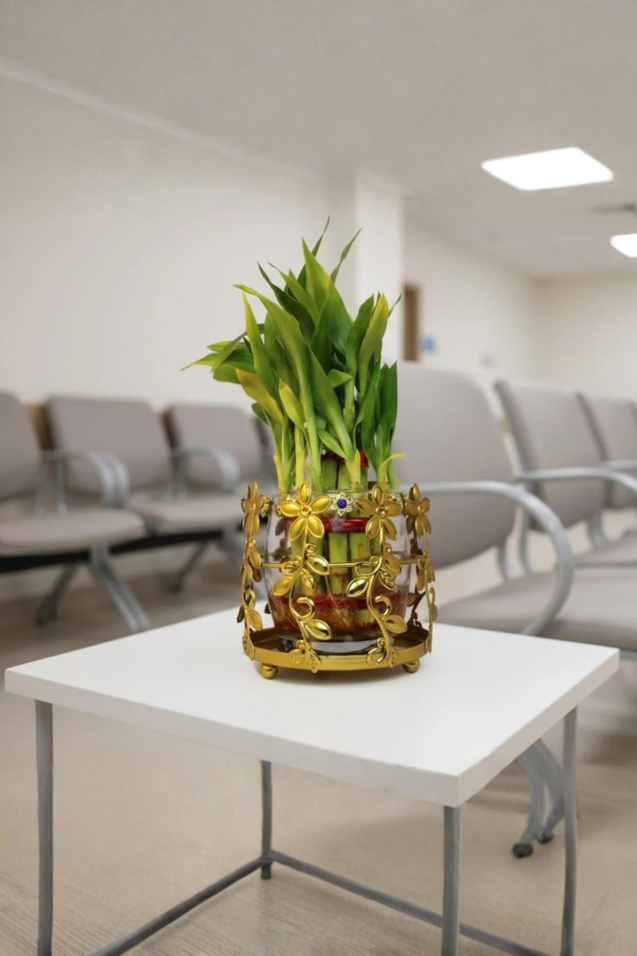 Lucky Bamboo Plant with Floral Metal Holder & Glass Vase | Decorative Indoor Planter for Home & Office Decor