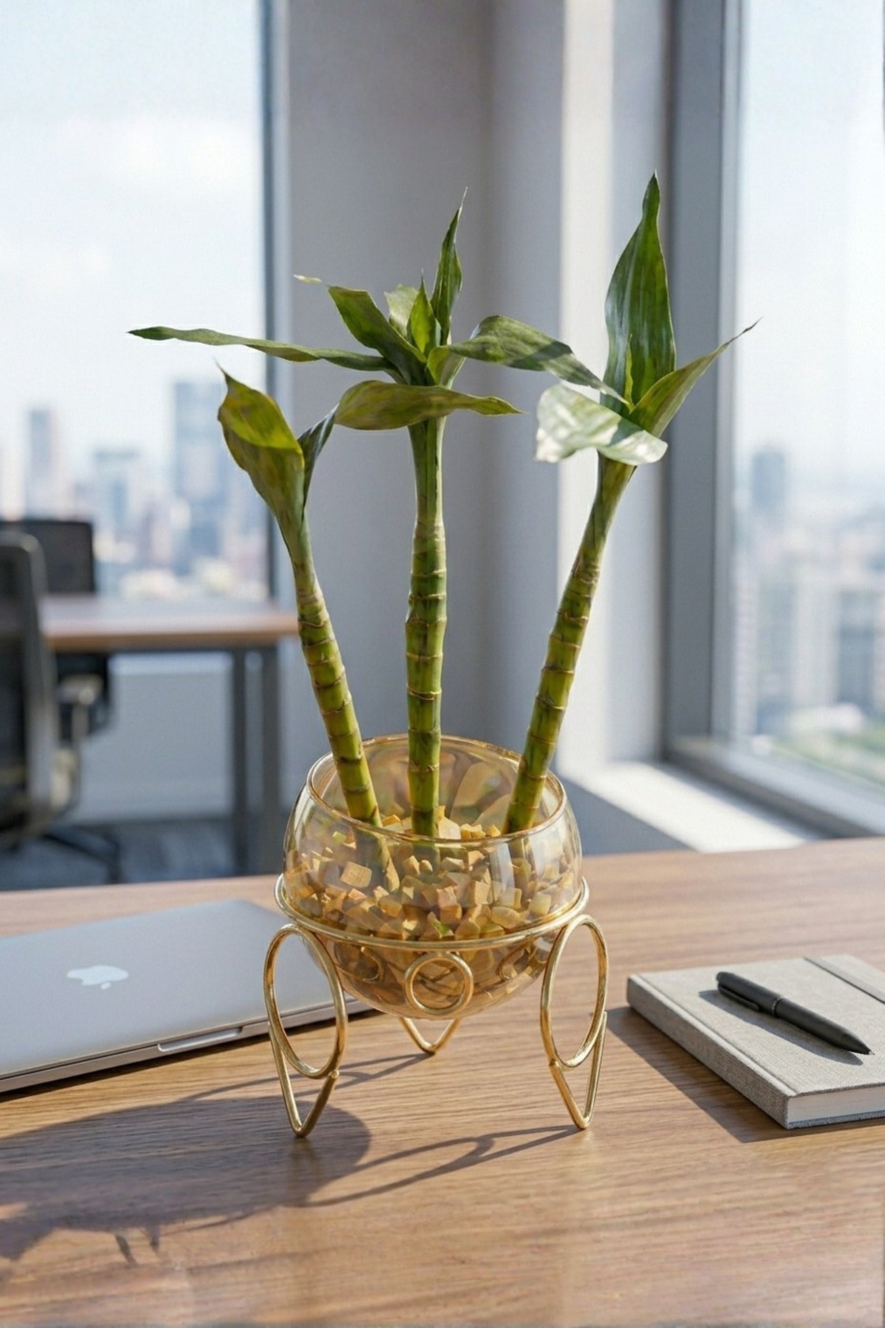 Lucky Bamboo Plant with Glass Bowl & Golden Metal Stand | Indoor Hydroponic Plant for Home & Office Décor | Feng Shui Good Luck Plant