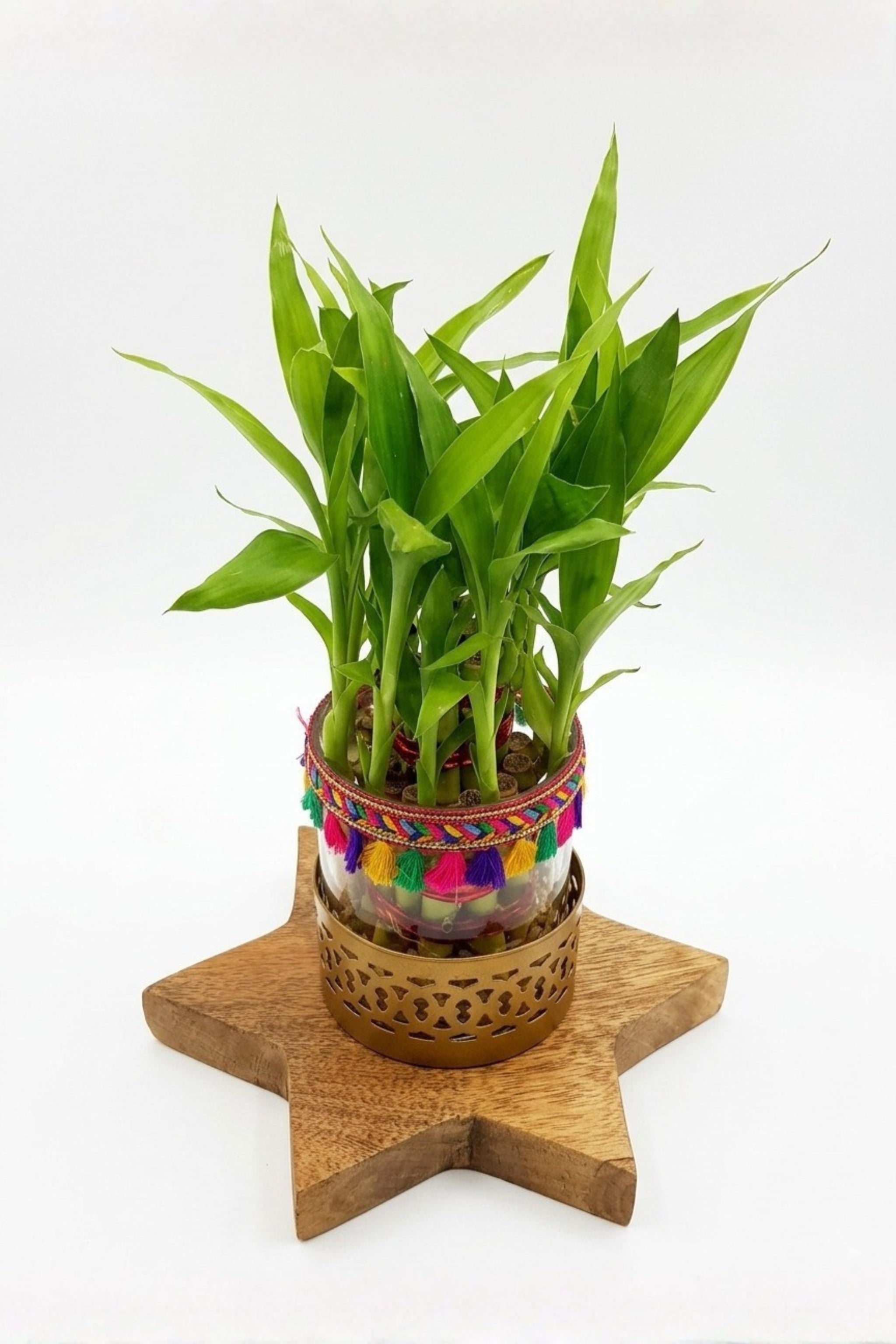 Lucky Bamboo Plant with Decorative Glass Vase & Metal Holder on Wooden Star Base | Indoor Feng Shui Good Luck Plant for Home & Office Decor