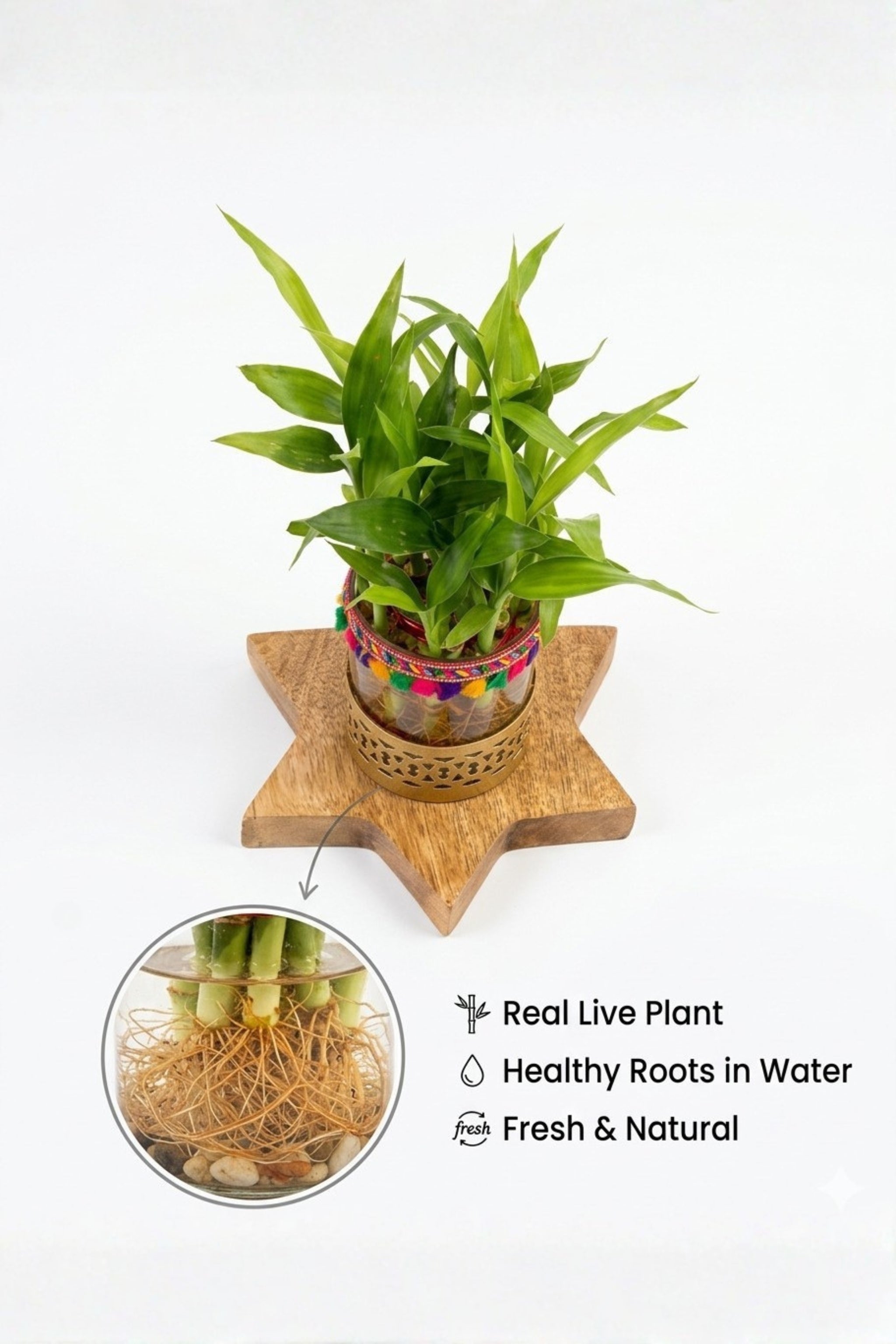Lucky Bamboo Plant with Decorative Glass Vase & Metal Holder on Wooden Star Base | Indoor Feng Shui Good Luck Plant for Home & Office Decor