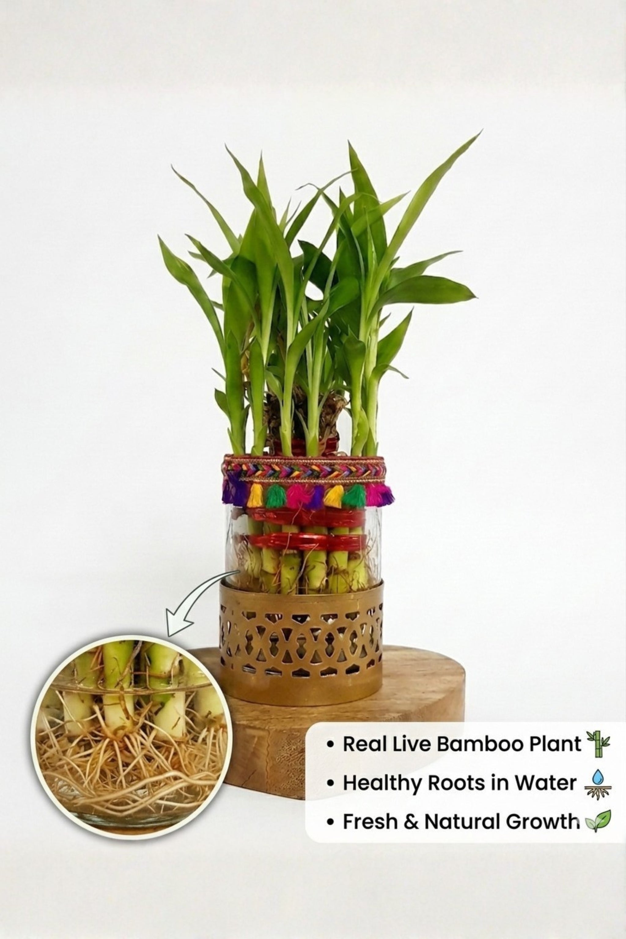 Lucky Bamboo Plant in Decorative Glass Vase with Metal Holder & Wooden Base | Indoor Feng Shui Plant for Home & Office Décor