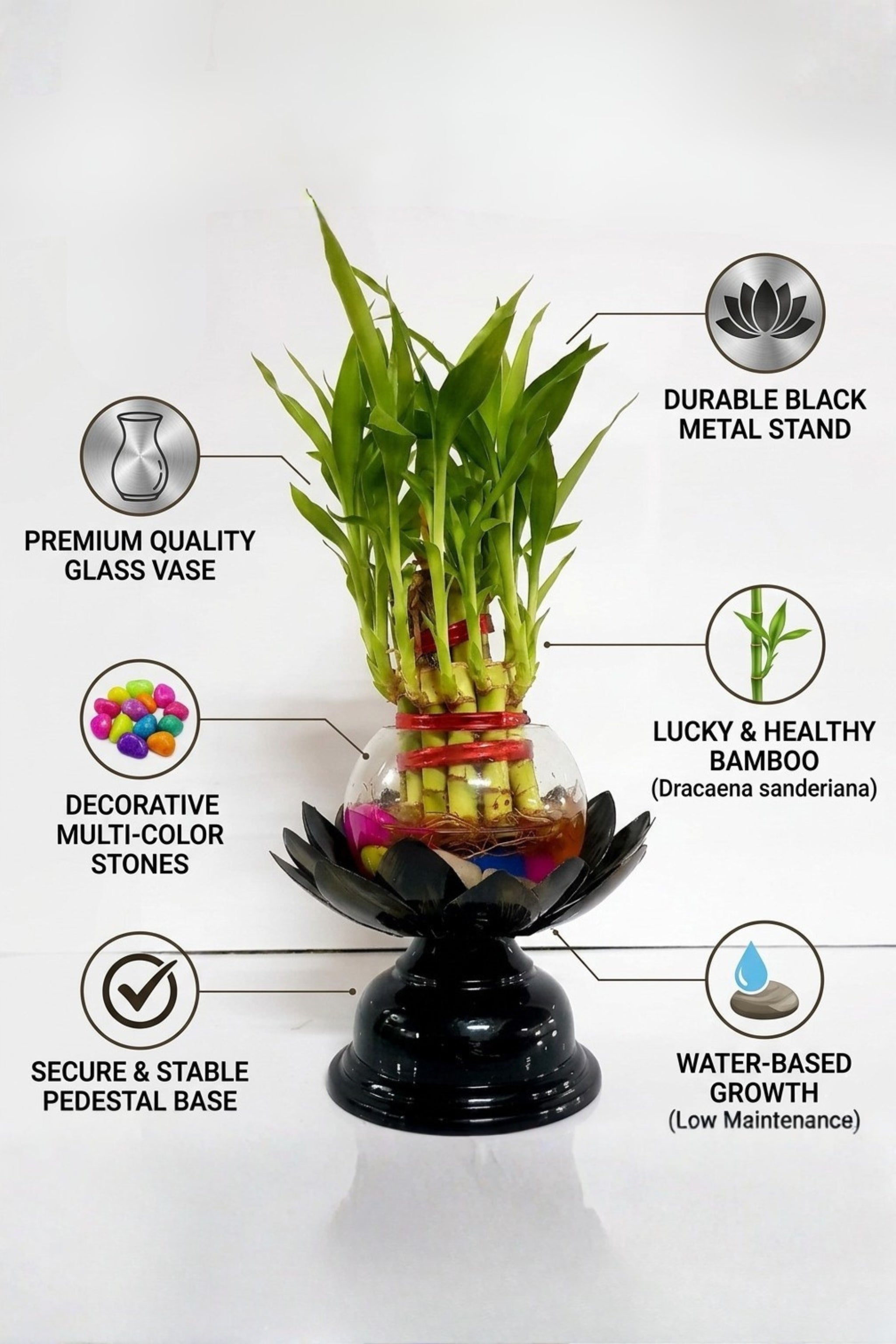 Lucky Bamboo Plant in Glass Bowl with Lotus Design Metal Stand | Decorative Indoor Feng Shui Plant for Home & Office Décor