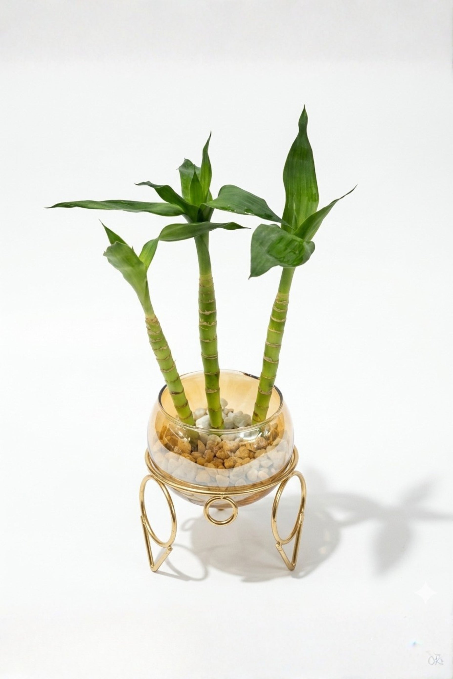Lucky Bamboo Plant with Glass Bowl & Golden Metal Stand | Indoor Hydroponic Plant for Home & Office Décor | Feng Shui Good Luck Plant