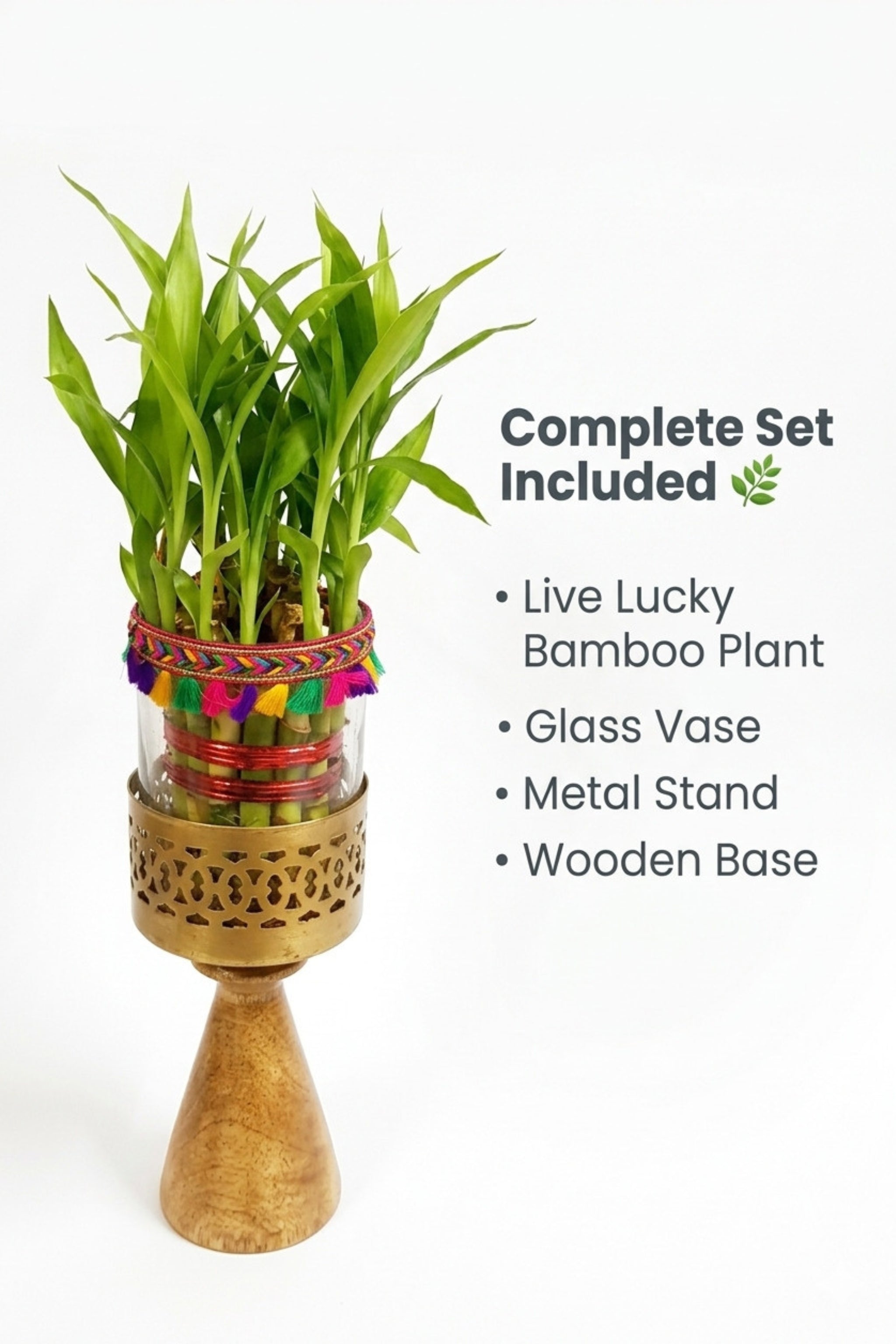 Lucky Bamboo Plant with Decorative Glass Vase & Metal Pedestal Stand | Indoor Feng Shui Good Luck Plant for Home & Office Décor