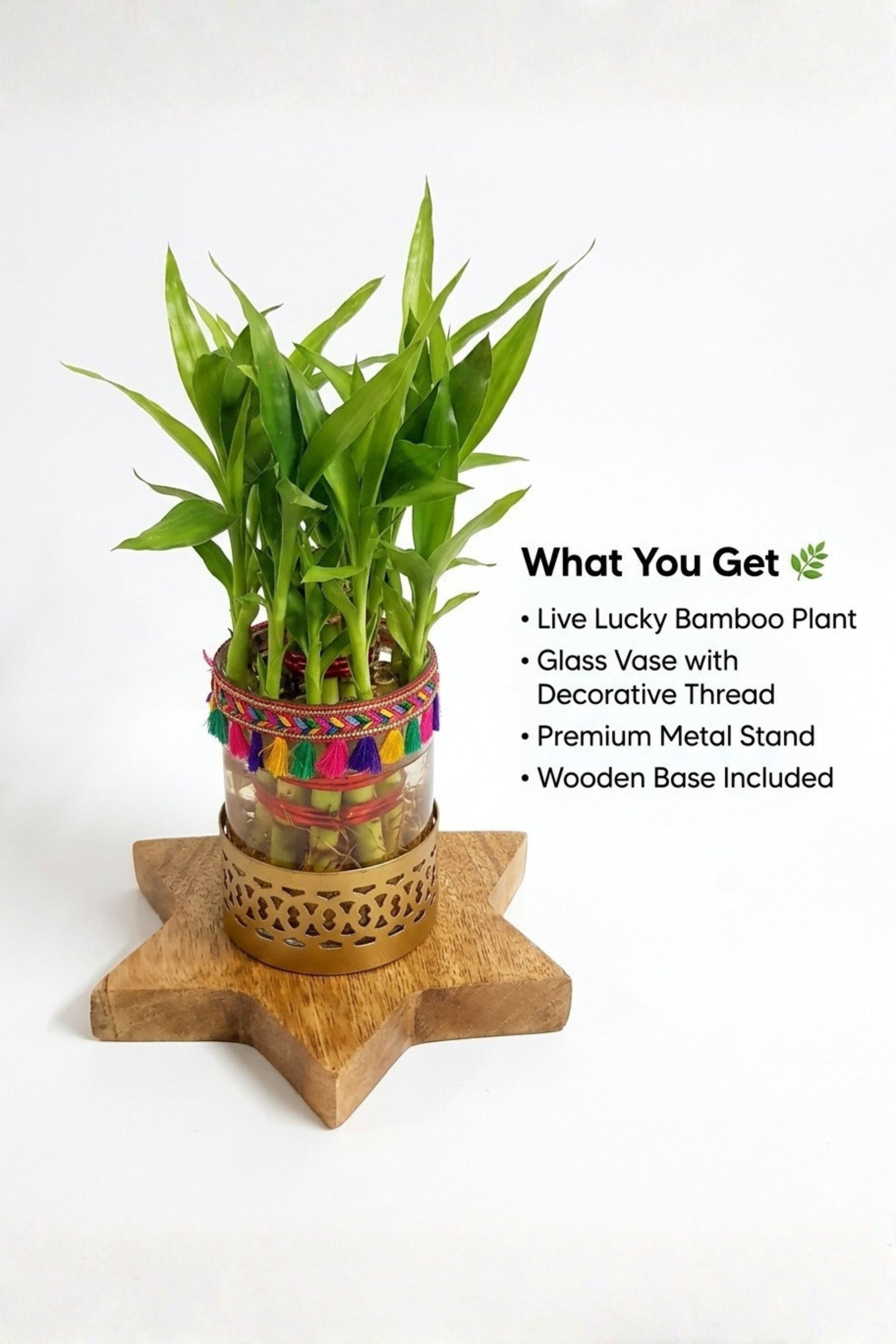 Lucky Bamboo Plant with Decorative Glass Vase & Metal Holder on Wooden Star Base | Indoor Feng Shui Good Luck Plant for Home & Office Decor
