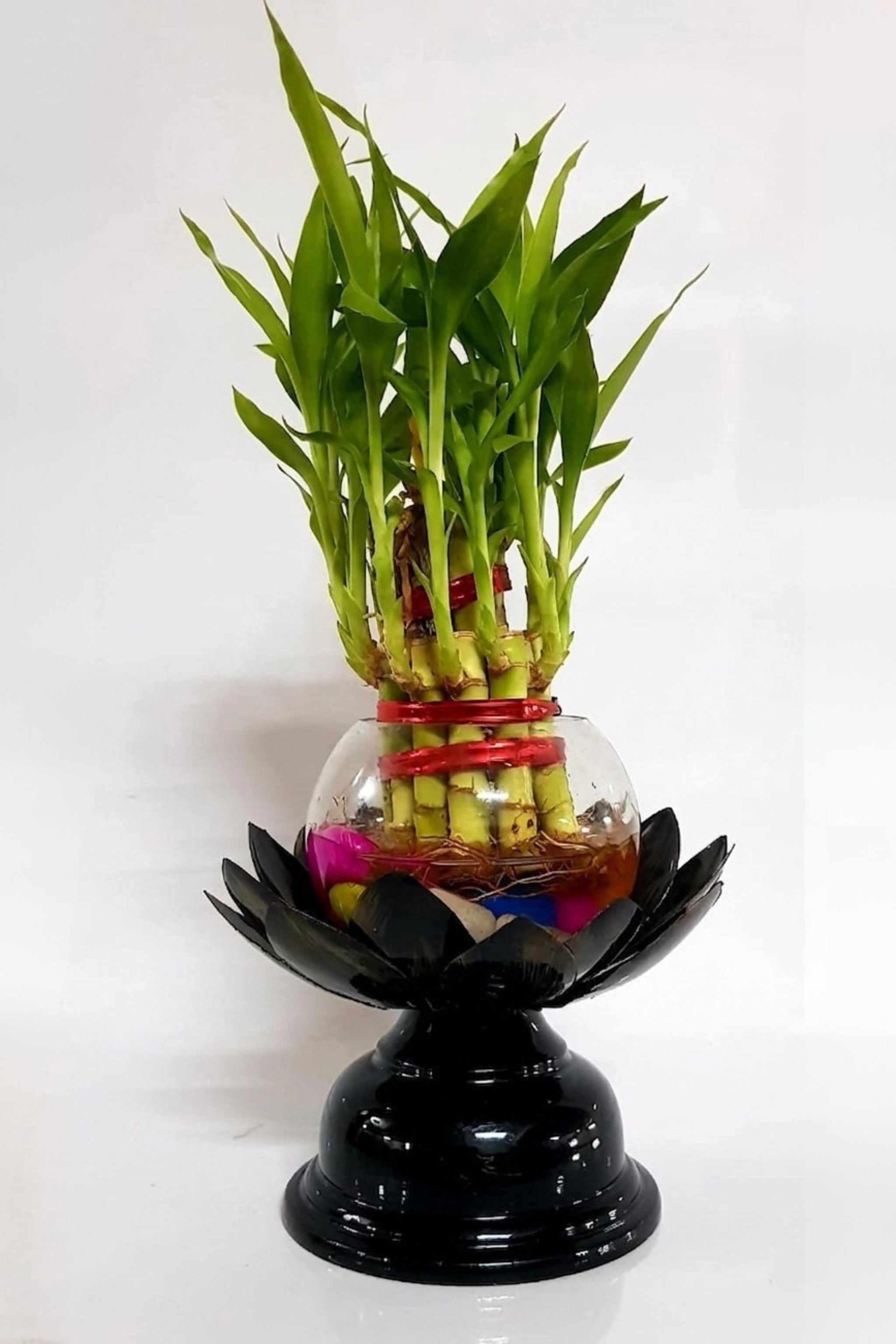 Lucky Bamboo Plant in Glass Bowl with Lotus Design Metal Stand | Decorative Indoor Feng Shui Plant for Home & Office Décor