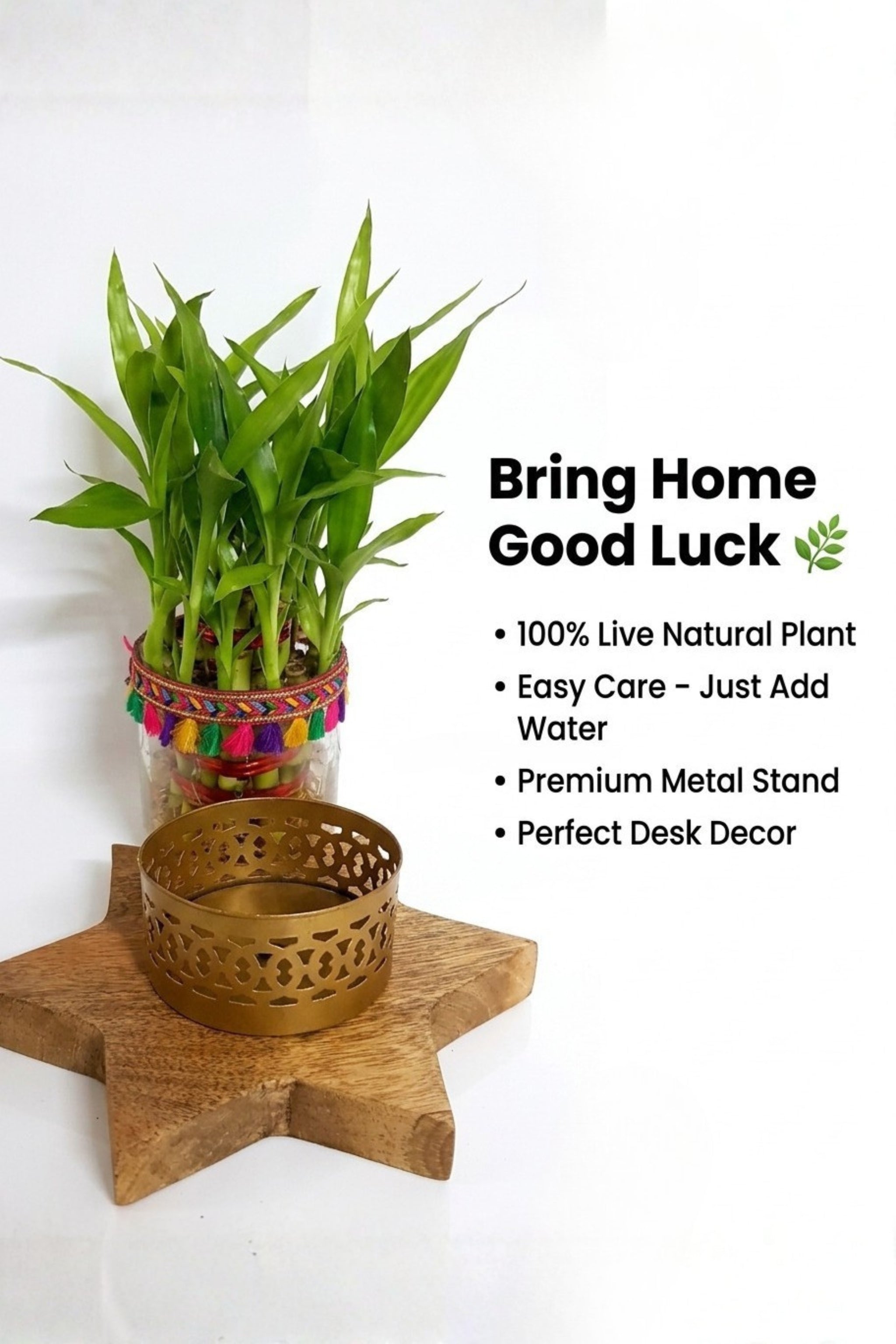Lucky Bamboo Plant with Decorative Glass Vase & Metal Holder on Wooden Star Base | Indoor Feng Shui Good Luck Plant for Home & Office Decor