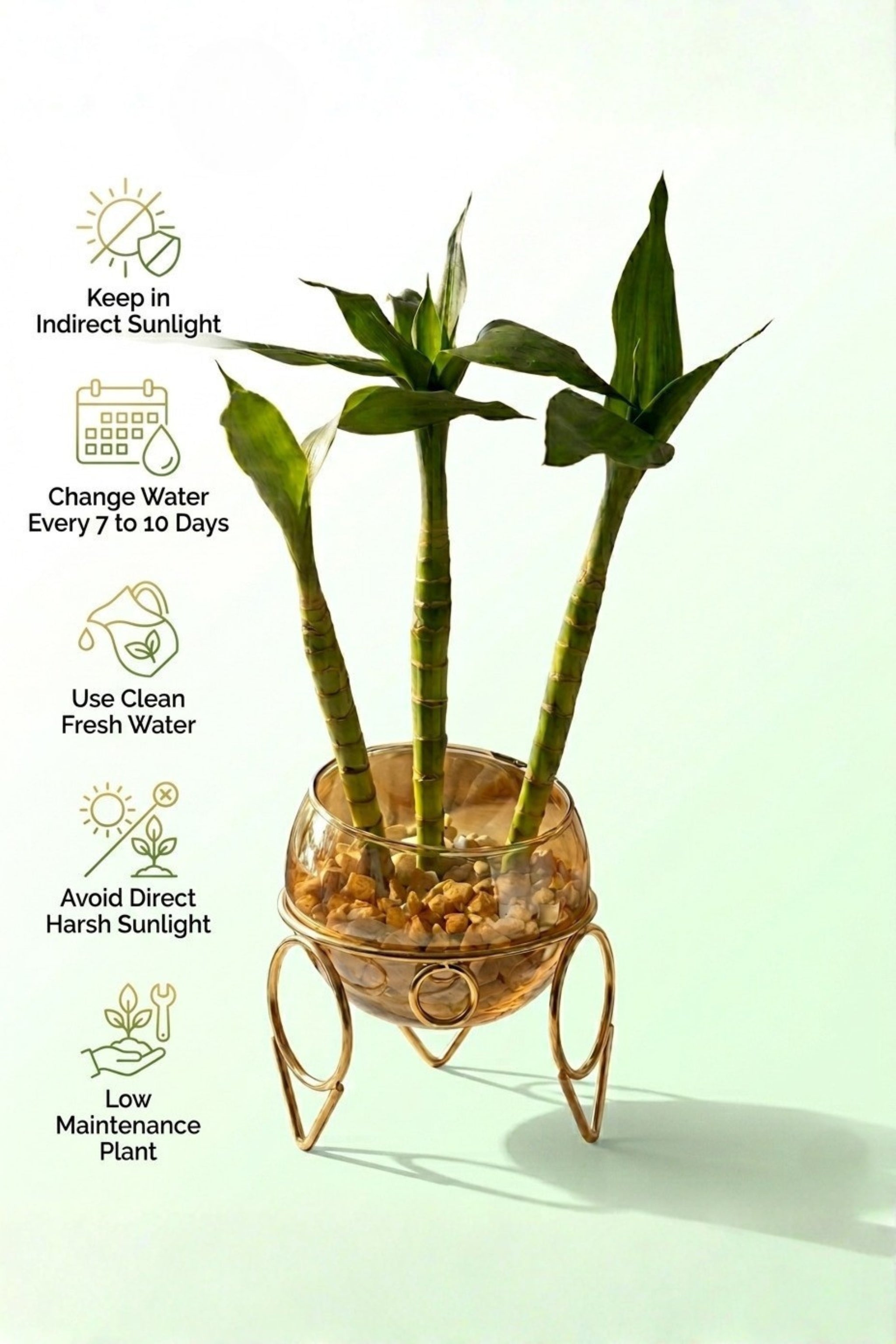 Lucky Bamboo Plant with Glass Bowl & Golden Metal Stand | Indoor Hydroponic Plant for Home & Office Décor | Feng Shui Good Luck Plant