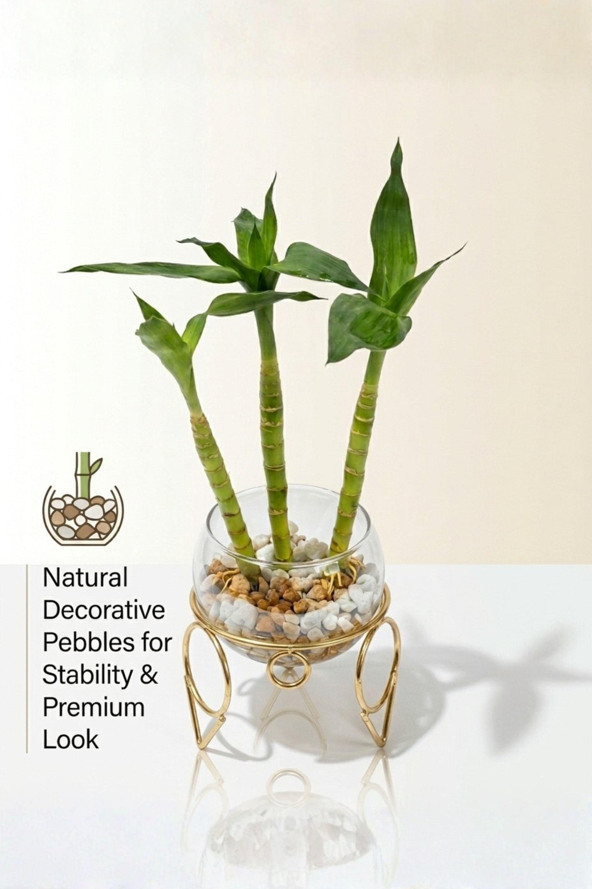 Lucky Bamboo Plant with Glass Bowl & Golden Metal Stand | Indoor Hydroponic Plant for Home & Office Décor | Feng Shui Good Luck Plant