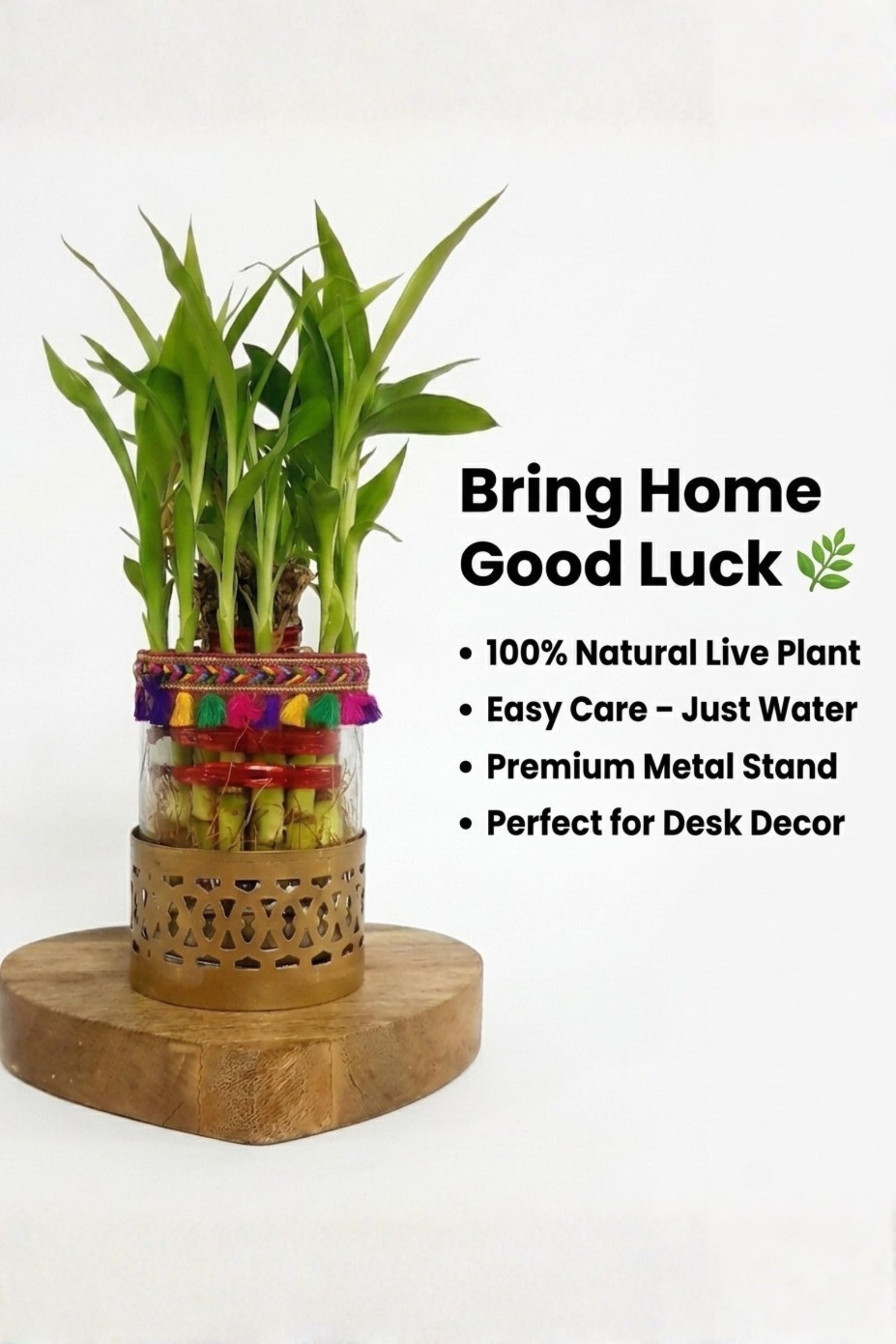 Lucky Bamboo Plant in Decorative Glass Vase with Metal Holder & Wooden Base | Indoor Feng Shui Plant for Home & Office Décor