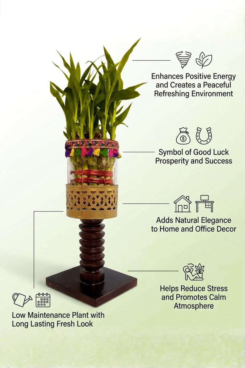 Lucky Bamboo Plant with Decorative Glass Vase & Wooden Pedestal Stand | Indoor Feng Shui Good Luck Plant for Home & Office Décor