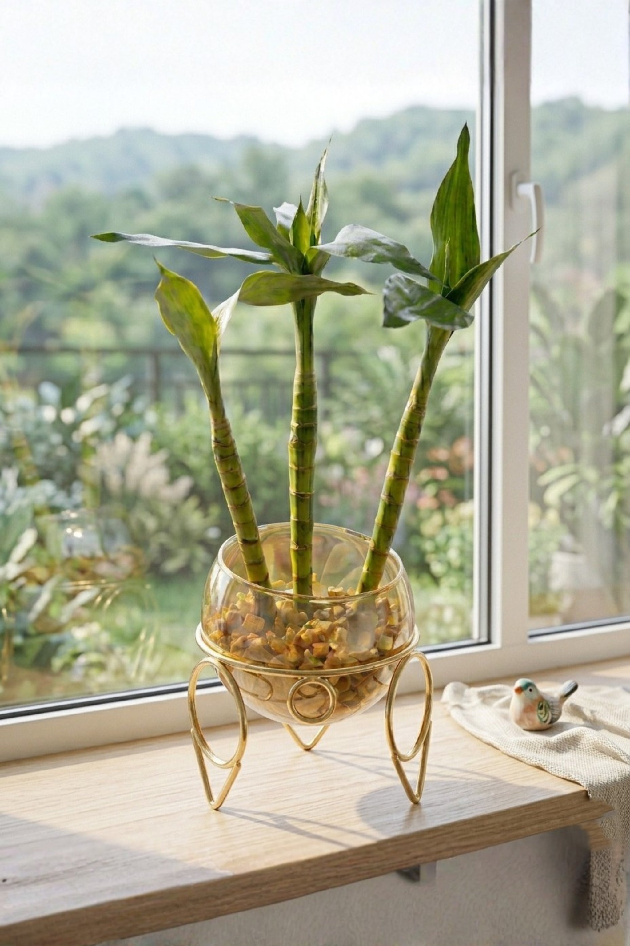 Lucky Bamboo Plant with Glass Bowl & Golden Metal Stand | Indoor Hydroponic Plant for Home & Office Décor | Feng Shui Good Luck Plant
