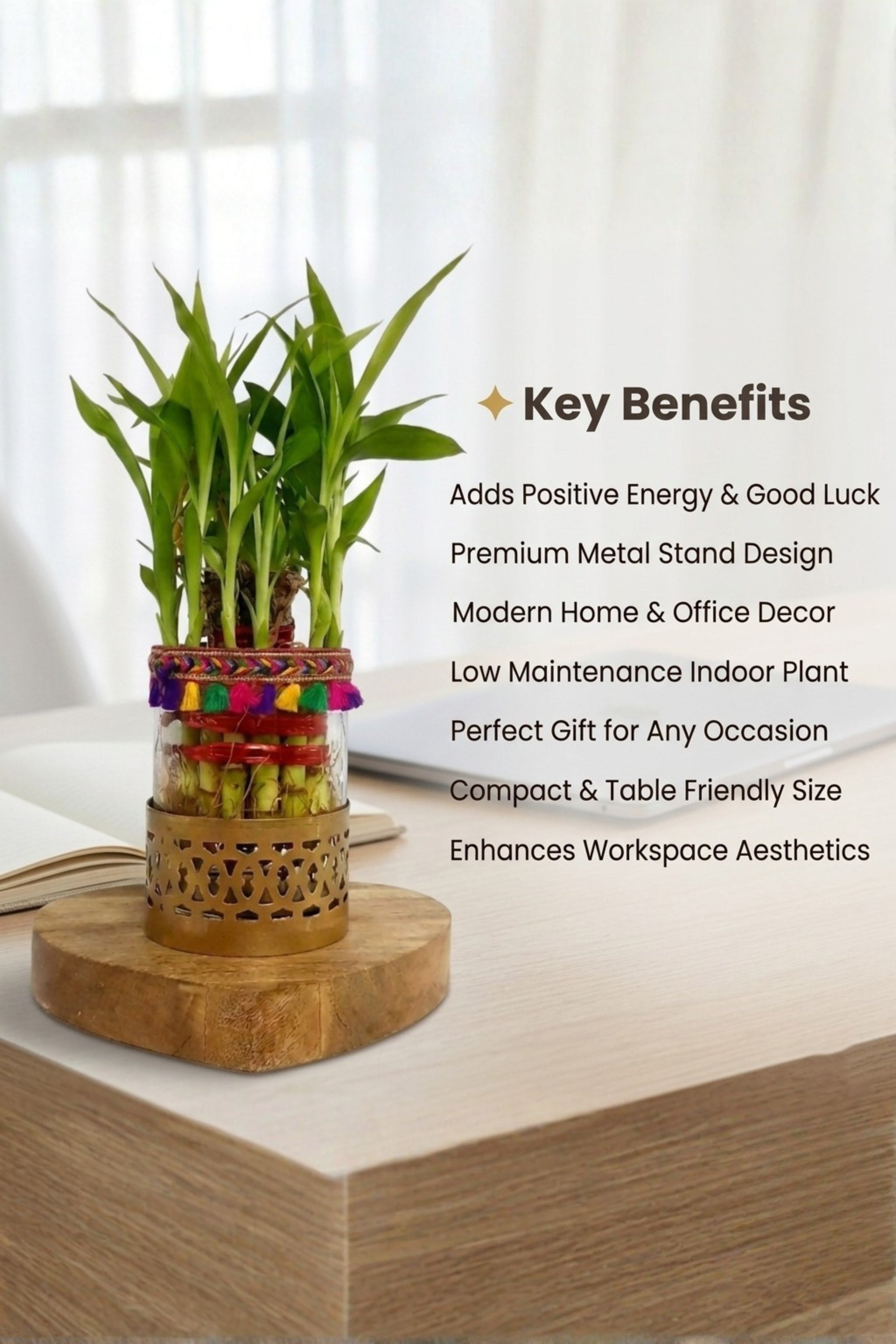 Lucky Bamboo Plant in Decorative Glass Vase with Metal Holder & Wooden Base | Indoor Feng Shui Plant for Home & Office Décor