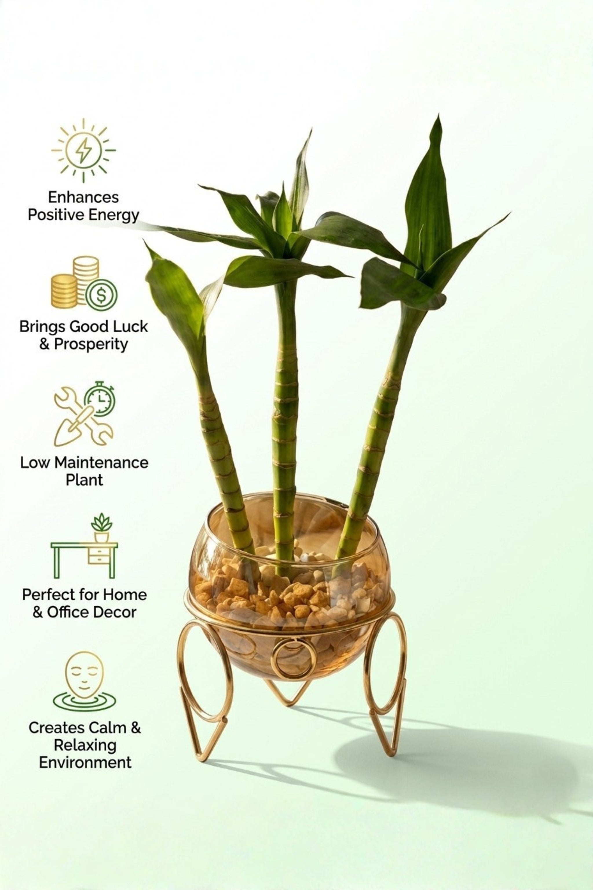 Lucky Bamboo Plant with Glass Bowl & Golden Metal Stand | Indoor Hydroponic Plant for Home & Office Décor | Feng Shui Good Luck Plant
