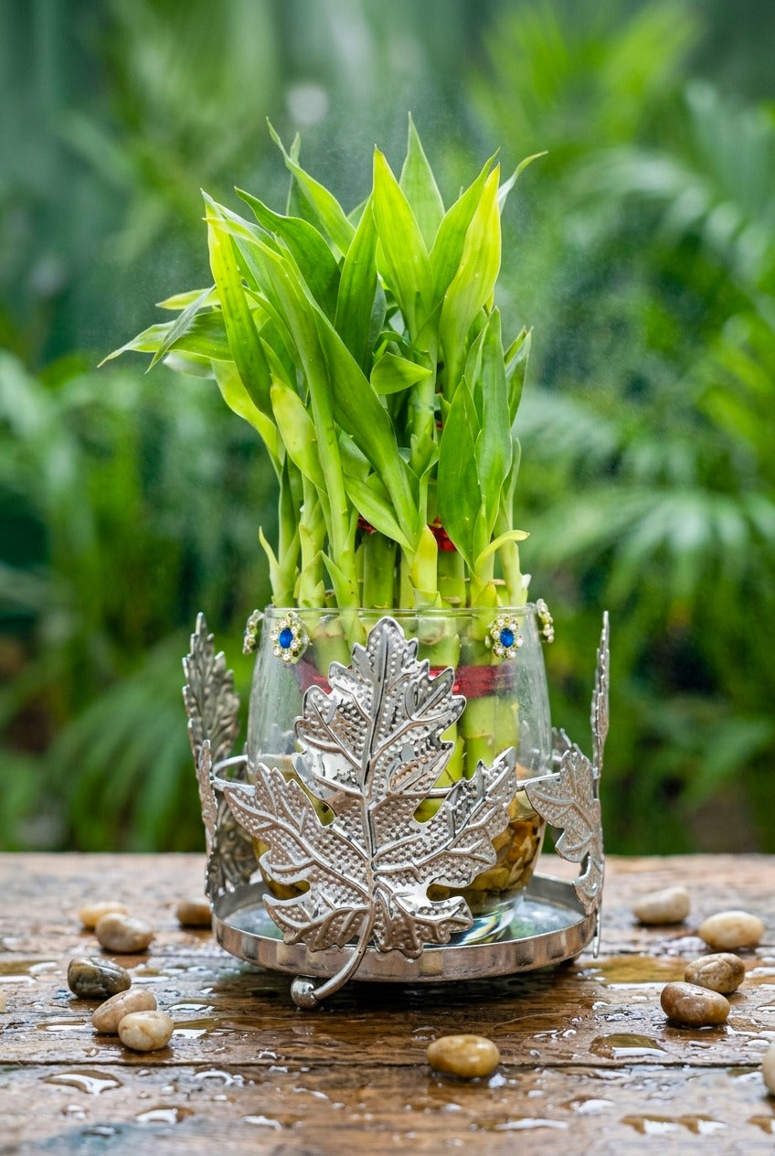 Lucky Bamboo Plant with Leaf Design Metal Holder & Glass Bowl | Decorative Indoor Feng Shui Plant for Home & Office