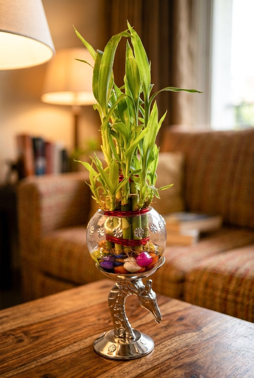 Lucky Bamboo Plant with Decorative Metal Stand & Glass Bowl | Feng Shui Indoor Plant for Home & Office Décor
