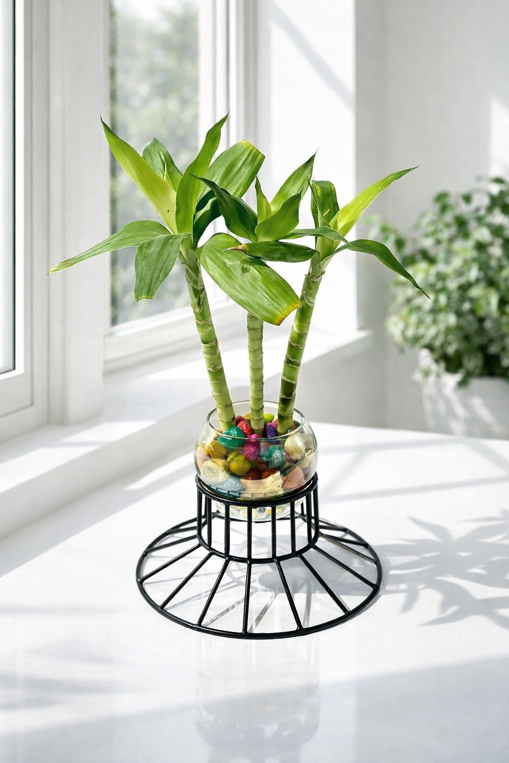 Lucky Bamboo Plant with Glass Bowl, Color Pebbles & Metal Stand | Indoor Vastu Plant for Home, Office Table Décor, Positive Energy, Feng Shui & Gift Item