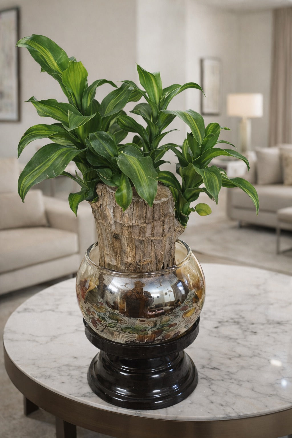 Brazilian Wood Plant (Dracaena Fragrans Mass Cane) in Designer Glass Bowl with Wooden Base | Indoor Vastu Lucky Plant for Home Décor, Office Table, Air Purifying & Premium Gift Item