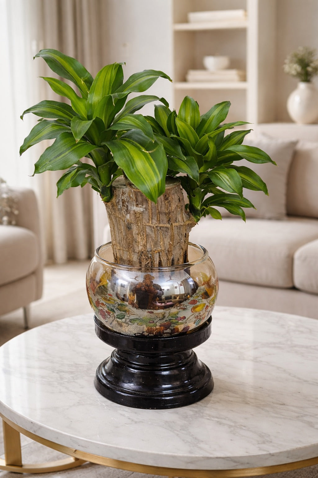 Brazilian Wood Plant (Dracaena Fragrans Mass Cane) in Designer Glass Bowl with Wooden Base | Indoor Vastu Lucky Plant for Home Décor, Office Table, Air Purifying & Premium Gift Item