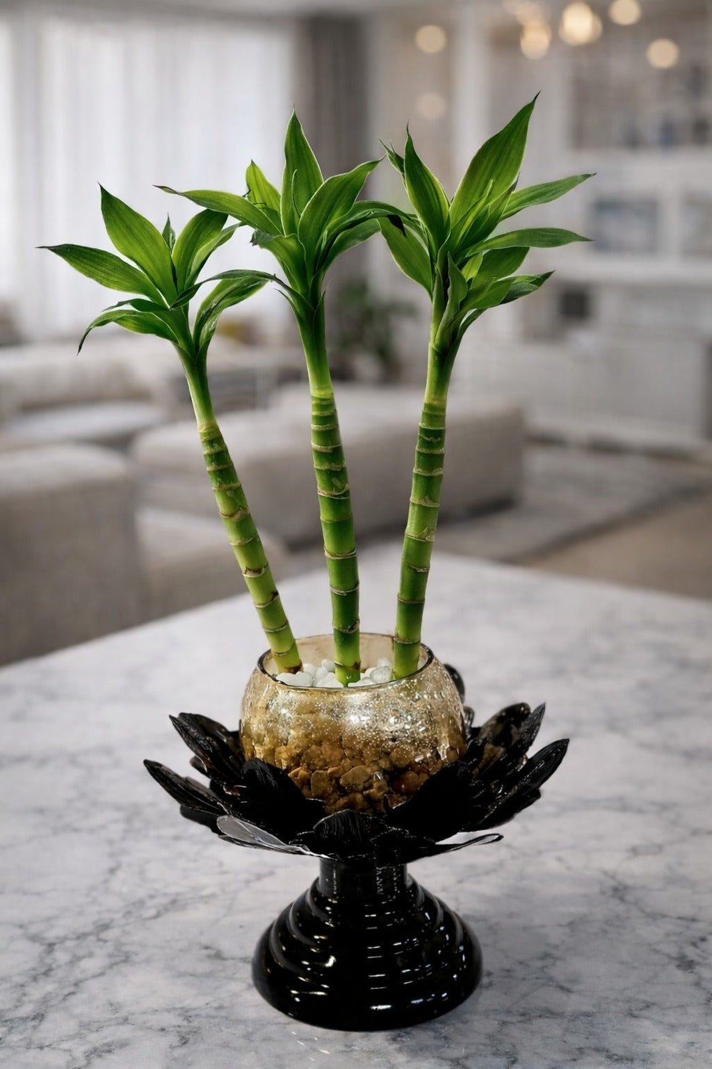 3 Layer Lucky Bamboo Plant in Golden Glass Bowl with Designer Black Lotus Stand | Feng Shui Vastu Indoor Plant | Luxury Tabletop Home Décor for Living Room Office Gift