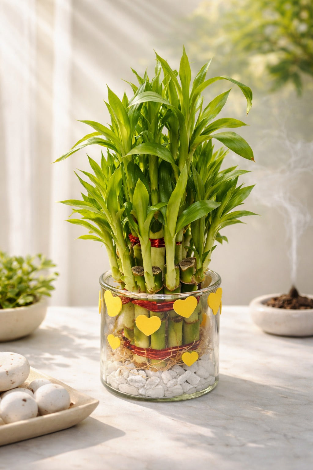 Lucky Bamboo Plant in Glass Vase with Heart Design & White Pebbles | Feng Shui Vastu Plant for Health Wealth | Decorative Indoor Tabletop Gift for Home Office Living Room