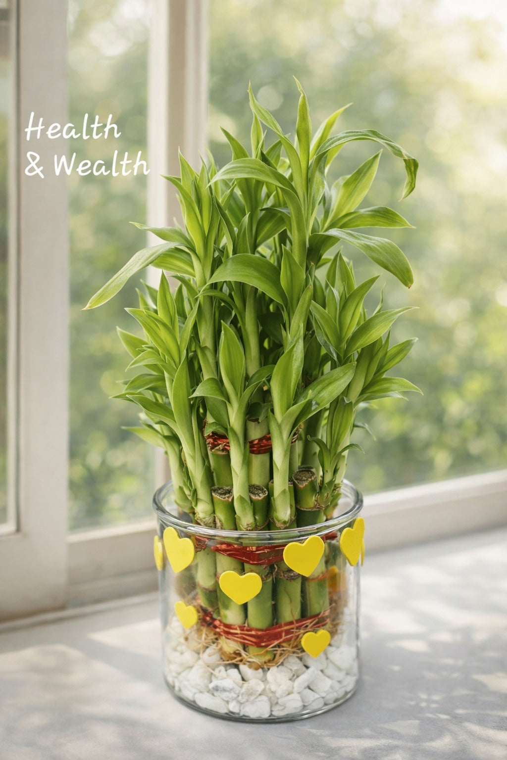 Lucky Bamboo Plant in Glass Vase with Heart Design & White Pebbles | Feng Shui Vastu Plant for Health Wealth | Decorative Indoor Tabletop Gift for Home Office Living Room