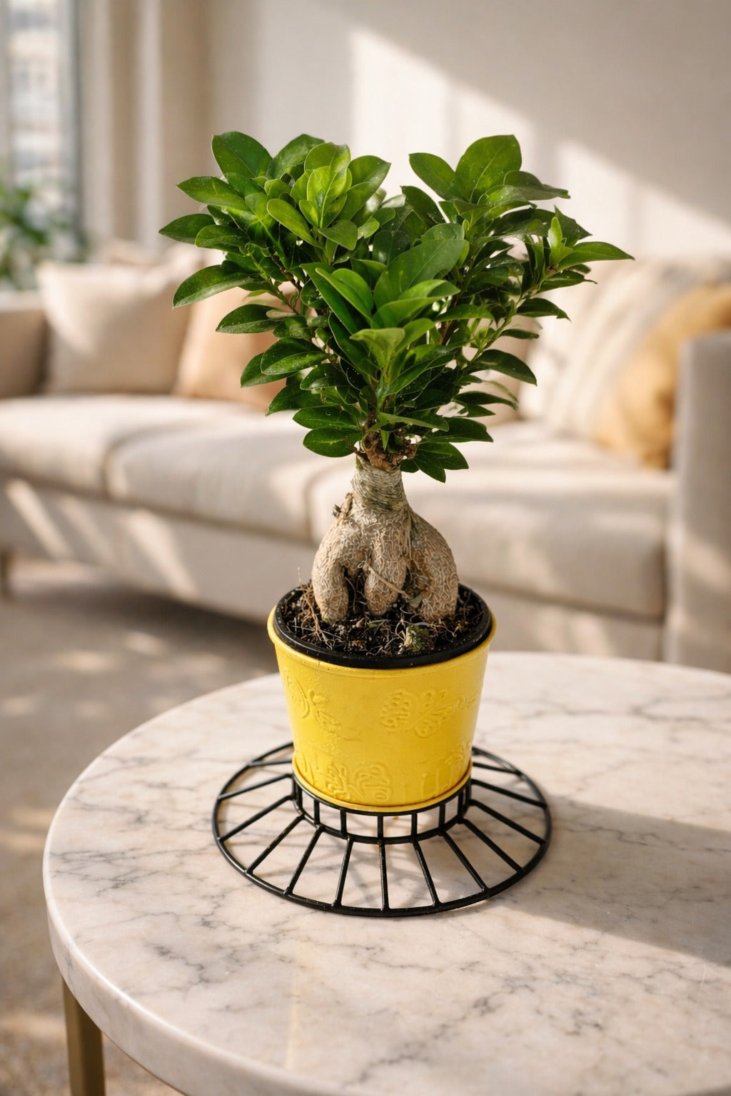 Mini Bonsai Ficus Plant in Textured Yellow Pot with Metal Stand | Ginseng Bonsai Indoor Plant | Modern Tabletop Home Décor for Living Room Office Balcony Gift Item