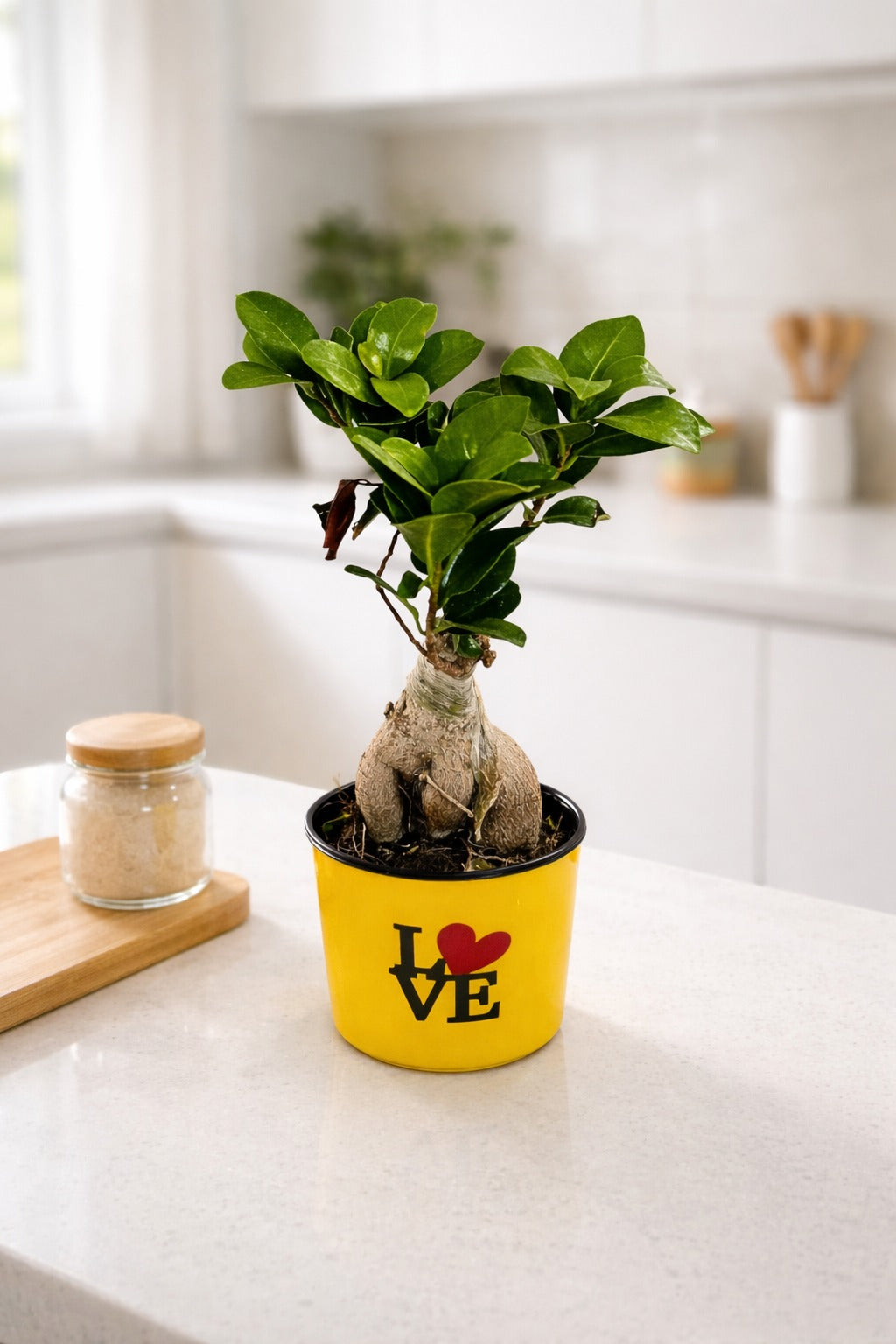 Mini Bonsai Ficus Plant in LOVE Printed Pot | Ginseng Bonsai Indoor Plant | Cute Tabletop Home Décor for Living Room Office Balcony Gift Item