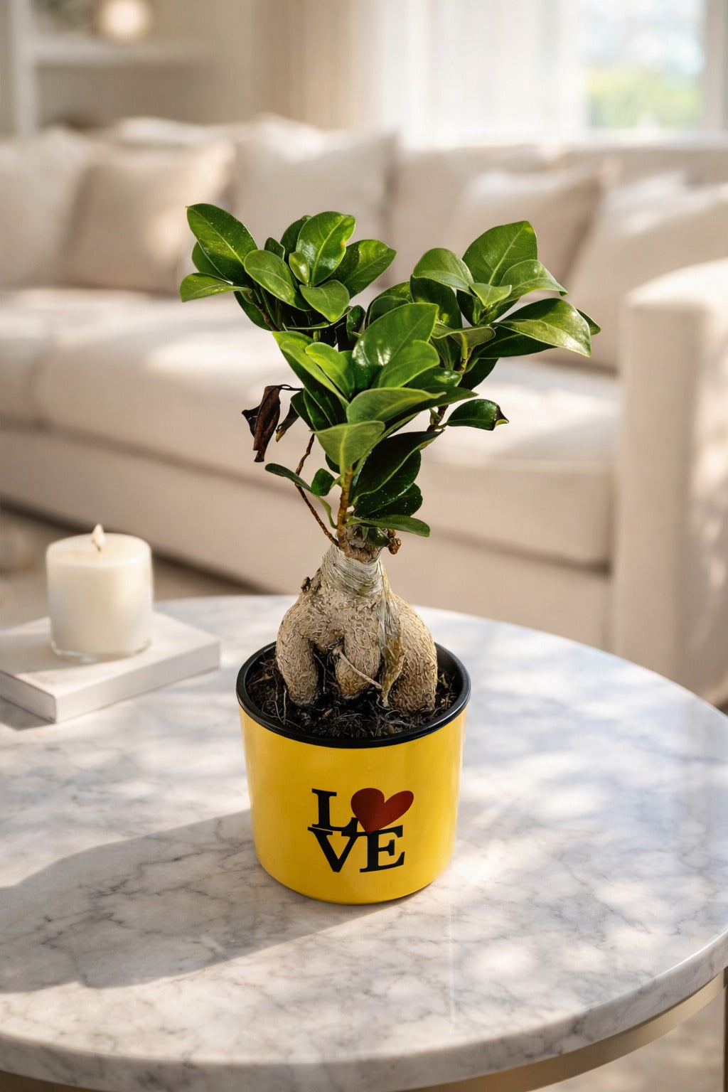Mini Bonsai Ficus Plant in LOVE Printed Pot | Ginseng Bonsai Indoor Plant | Cute Tabletop Home Décor for Living Room Office Balcony Gift Item