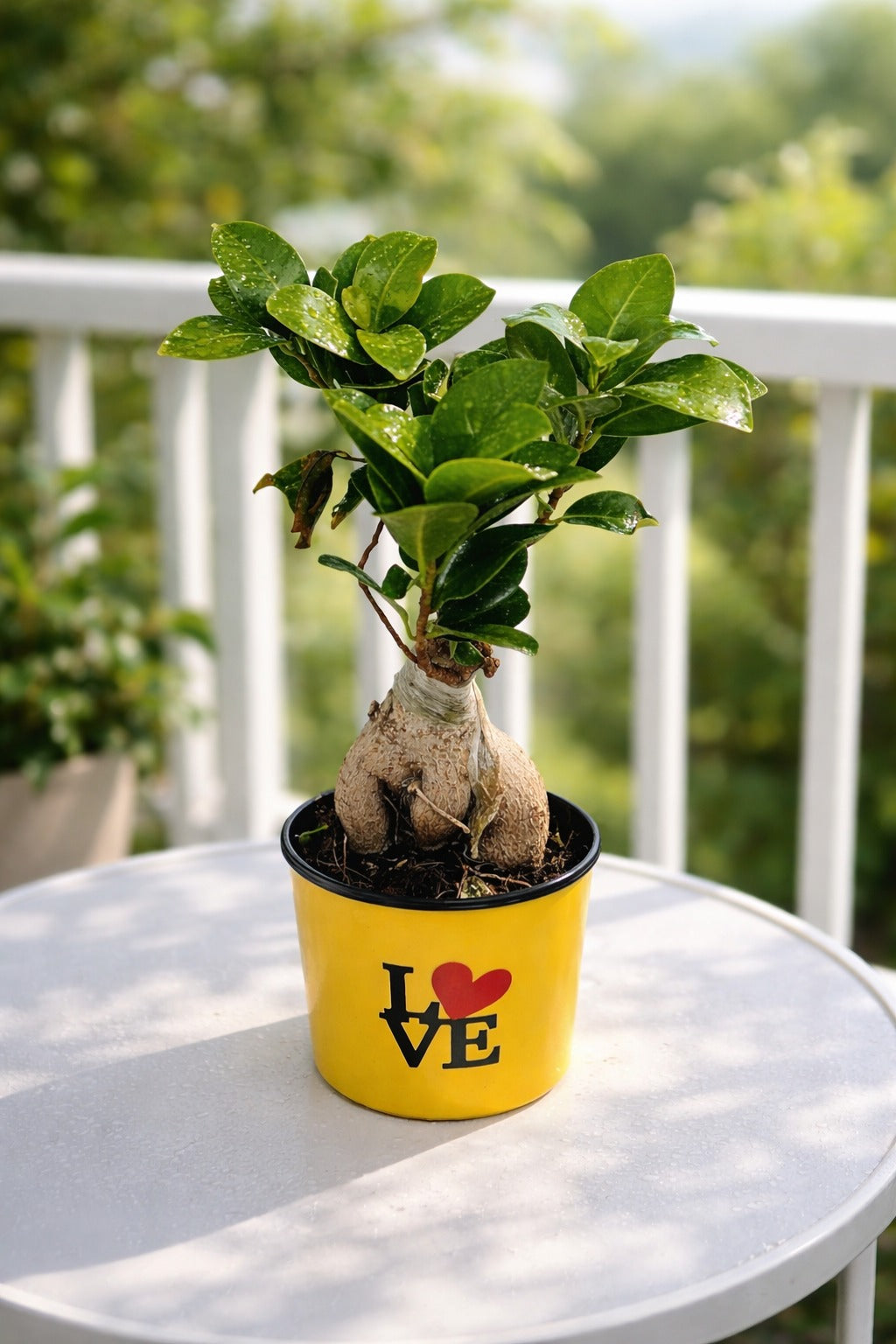 Mini Bonsai Ficus Plant in LOVE Printed Pot | Ginseng Bonsai Indoor Plant | Cute Tabletop Home Décor for Living Room Office Balcony Gift Item
