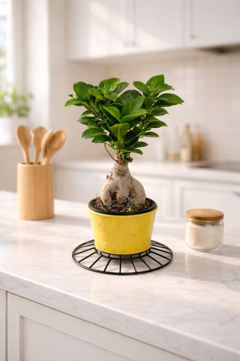Mini Bonsai Ficus Plant in Textured Yellow Pot with Metal Stand | Ginseng Bonsai Indoor Plant | Modern Tabletop Home Décor for Living Room Office Balcony Gift Item