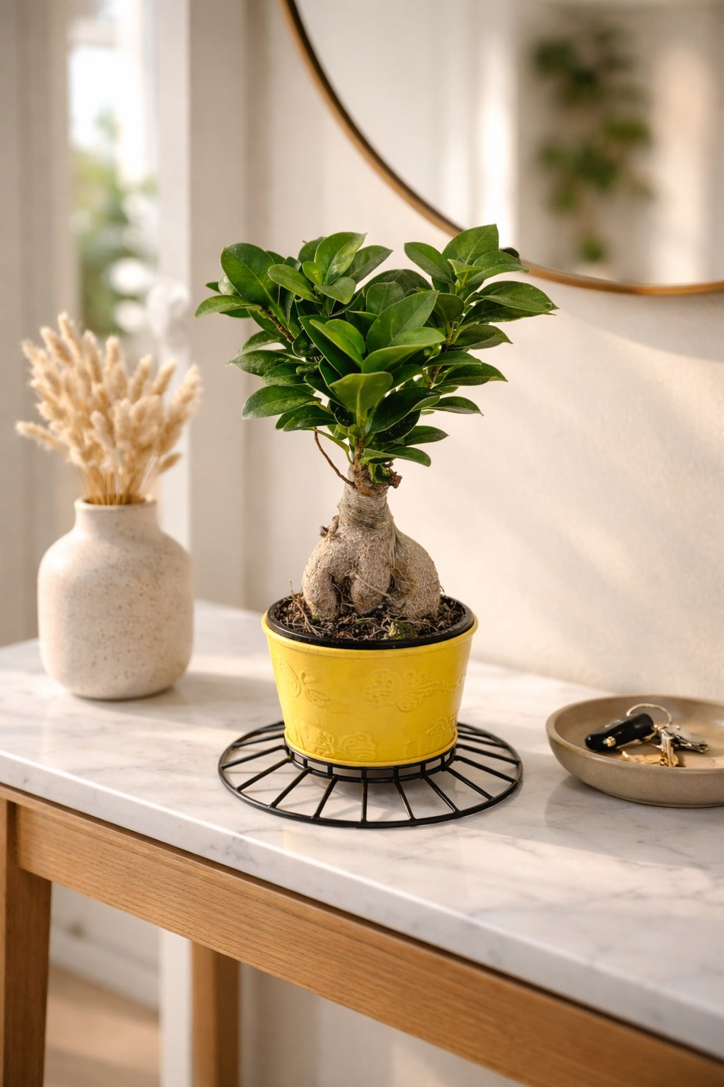 Mini Bonsai Ficus Plant in Textured Yellow Pot with Metal Stand | Ginseng Bonsai Indoor Plant | Modern Tabletop Home Décor for Living Room Office Balcony Gift Item