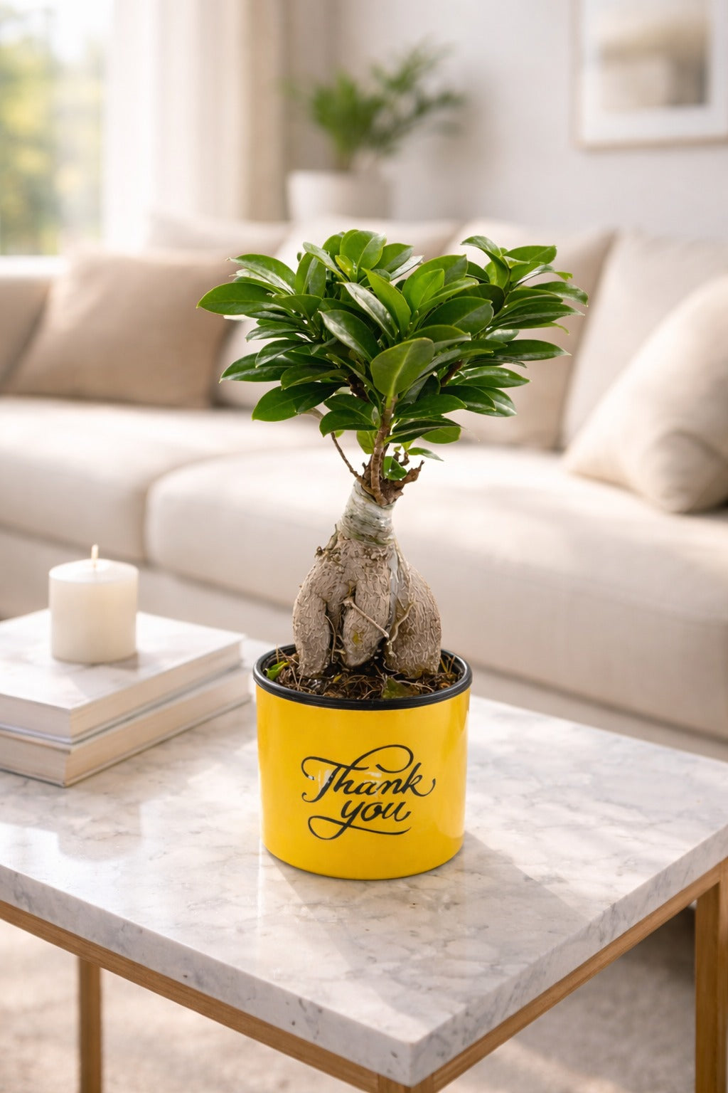 Mini Bonsai Ficus Plant in Thank You Printed Pot | Ginseng Bonsai Indoor Plant | Decorative Tabletop Gift for Home Office Balcony Living Room Décor