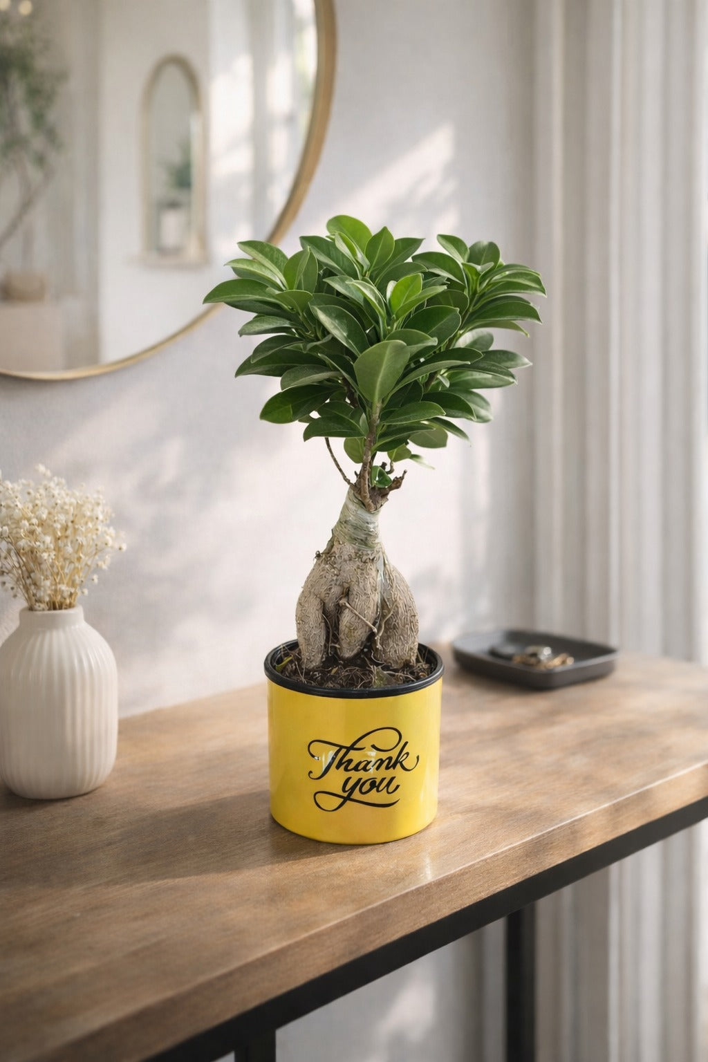 Mini Bonsai Ficus Plant in Thank You Printed Pot | Ginseng Bonsai Indoor Plant | Decorative Tabletop Gift for Home Office Balcony Living Room Décor