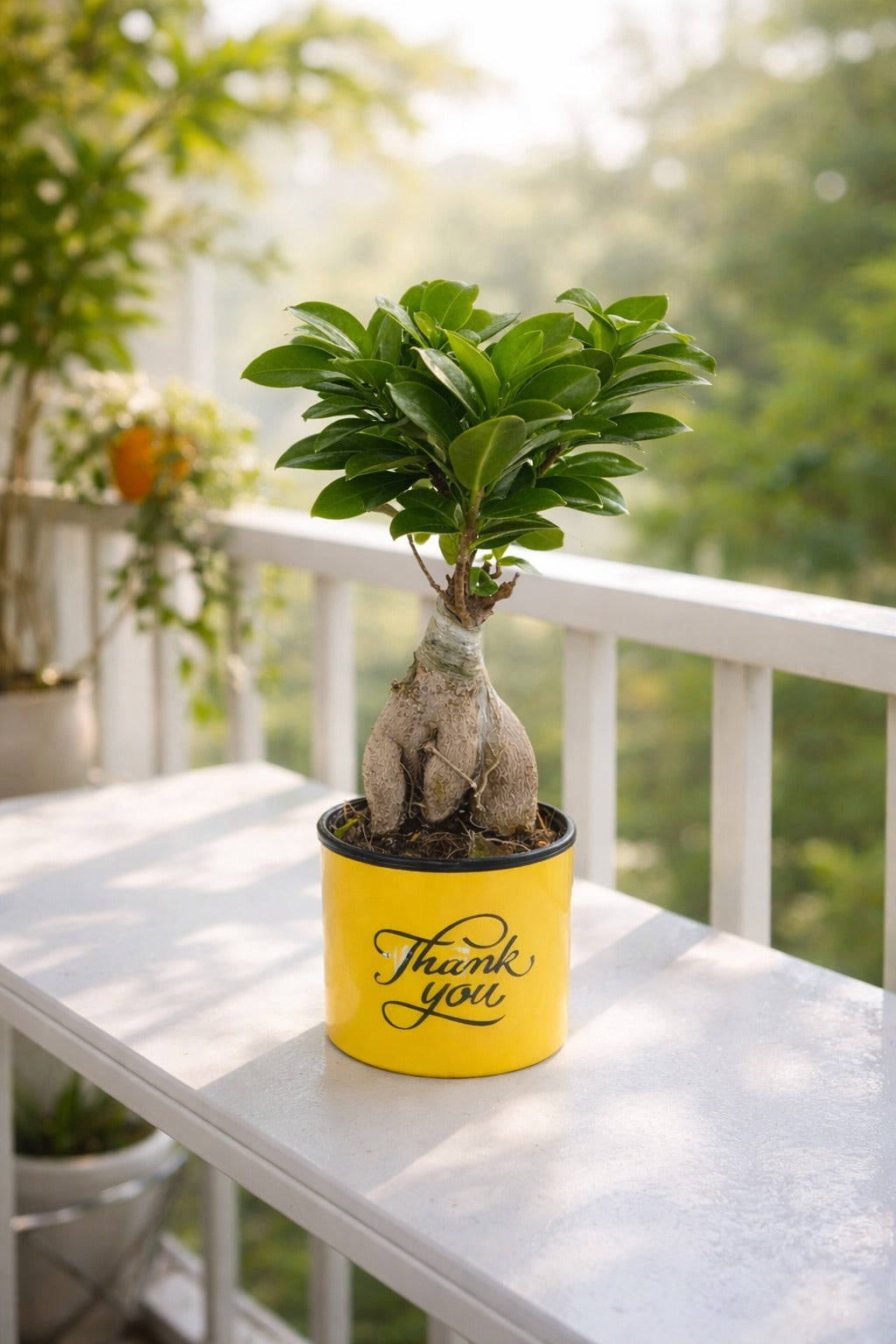 Mini Bonsai Ficus Plant in Thank You Printed Pot | Ginseng Bonsai Indoor Plant | Decorative Tabletop Gift for Home Office Balcony Living Room Décor