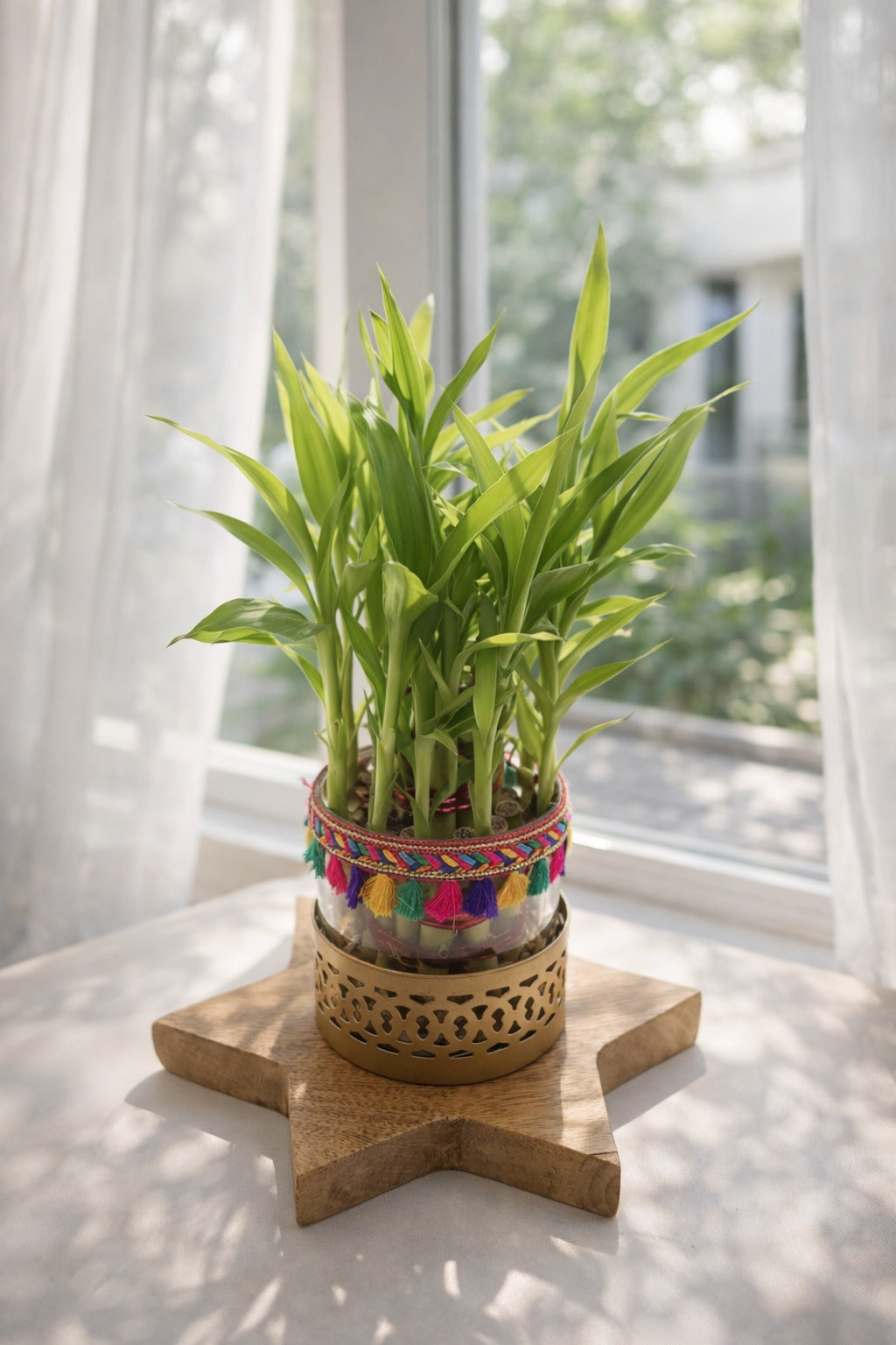 Lucky Bamboo Plant with Decorative Glass Vase & Metal Holder on Wooden Star Base | Indoor Feng Shui Good Luck Plant for Home & Office Decor